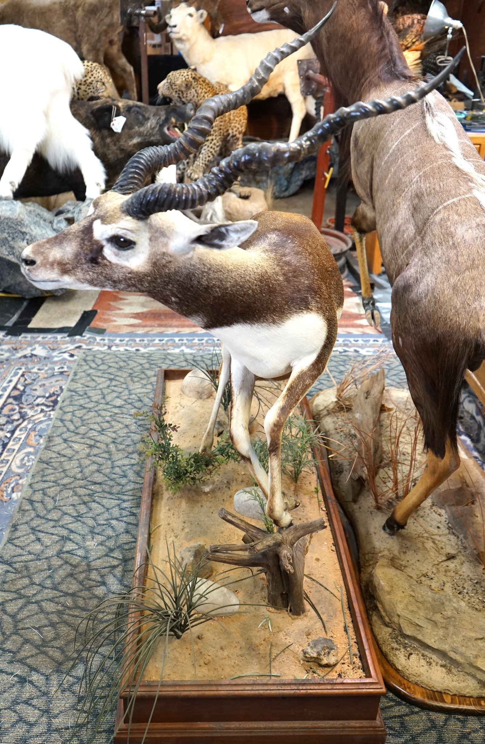Full Body Blackbuck Antelope Taxidermy Mount in Natural Habitat: This mount is clean and in very good condition. The mount is in a good natural pose with lifelike expression. The taxidermy quality is very good, and this Blackbuck grades a good 8.35.