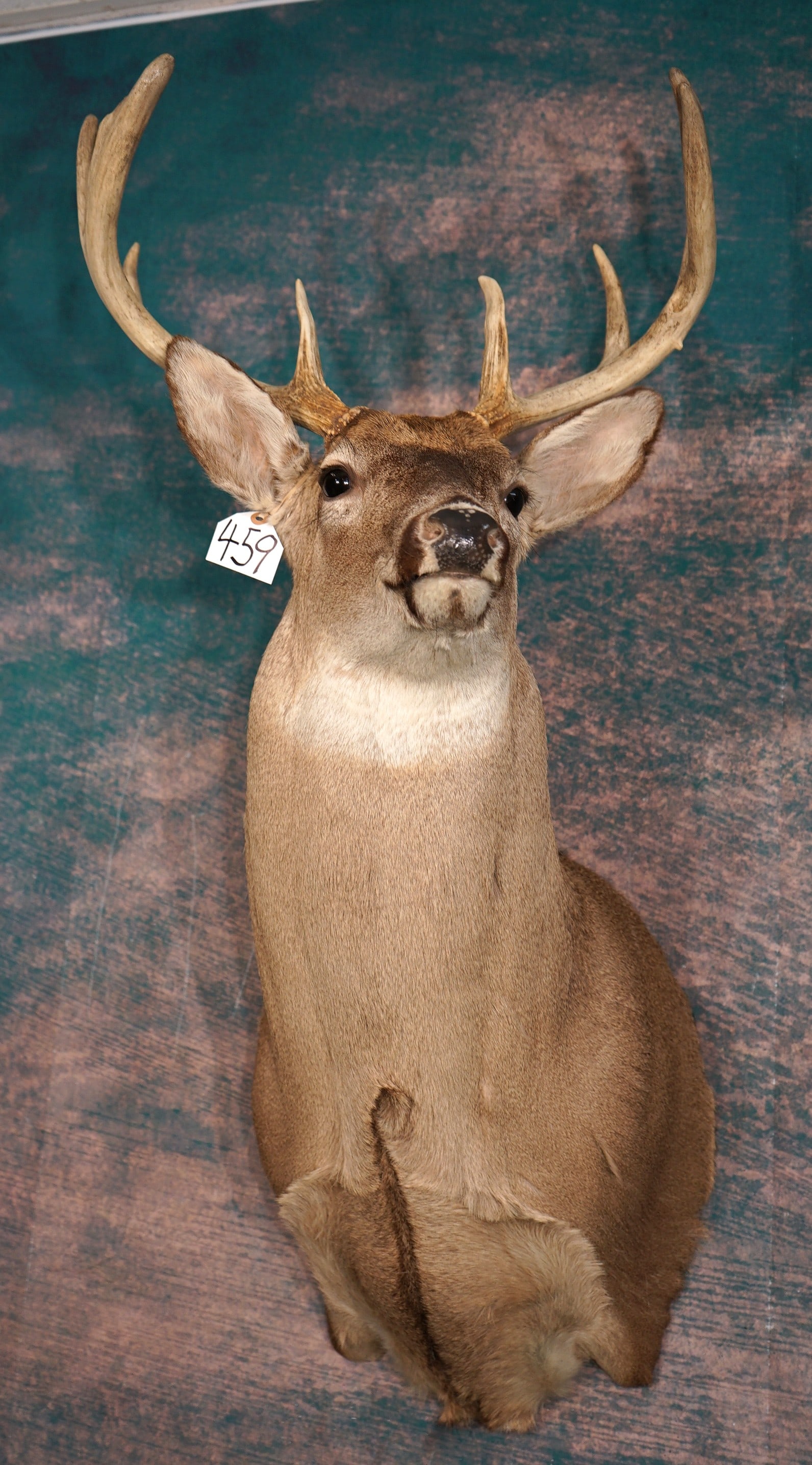 Very Nice 8pt. Indiana Whitetail Deer Shoulder Taxidermy Mount: This mount is very lifelike, clean, and in mint condition. The Buck has great detail, and very good expression. The quality of the taxidermy is outstanding, and this mount is competition quality gradi
