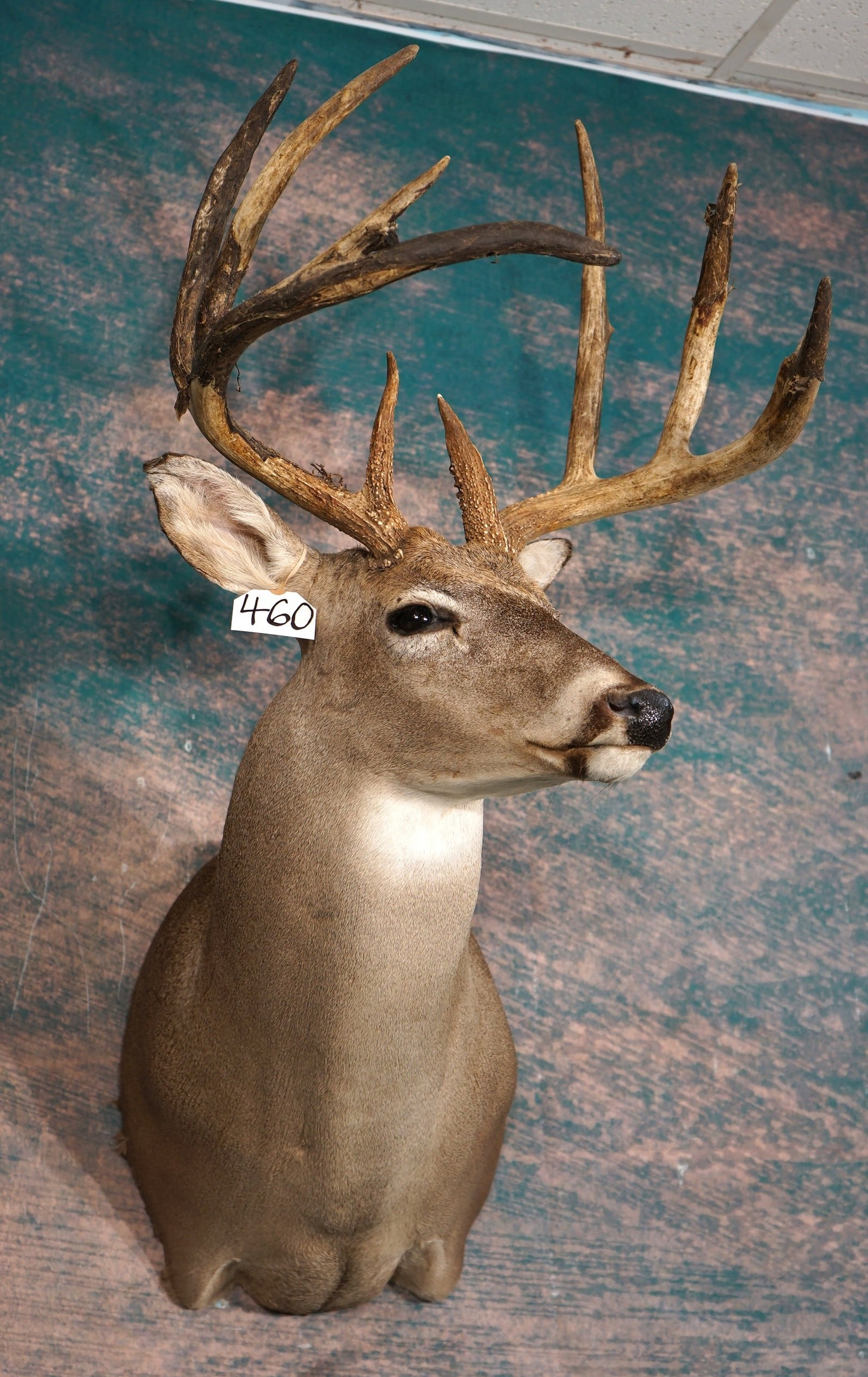 9pt. Texas Whitetail Deer Shoulder Quality Taxidermy Mount: This mount is very lifelike, clean and in mint-like condition. The Buck has a very nice rack, with good natural expression. The taxidermy quality is excellent grading a high 9.85. Their is some dried 