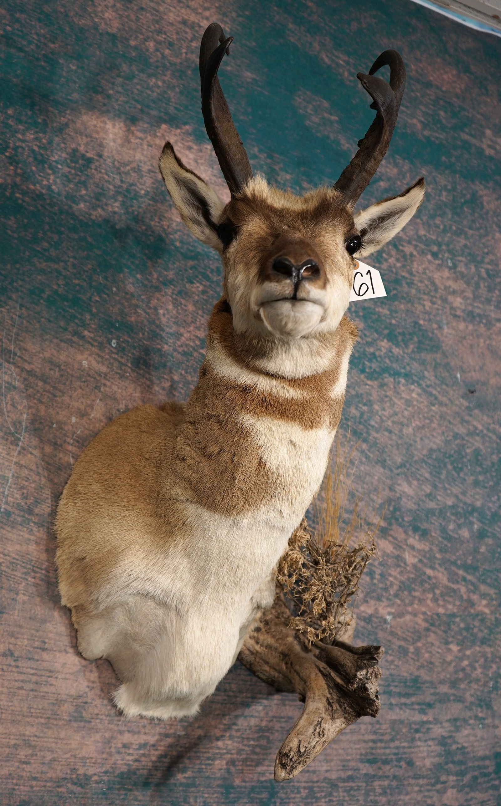 Beautiful Pronghorn Antelope Shoulder Quality Taxidermy Mount: This is a very lifelike, clean, and in mint condition. The taxidermy has great detail and the quality of this mount grades a solid 10.