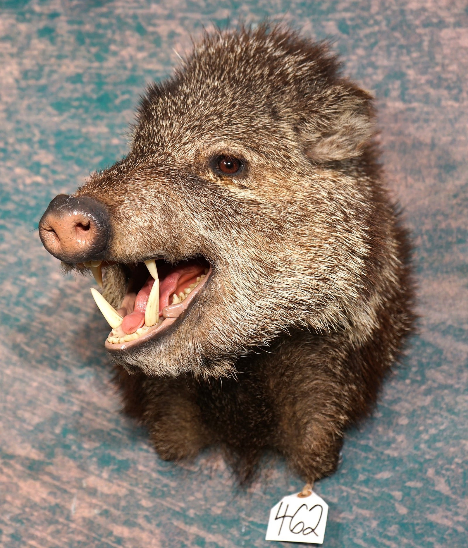 Outstanding Quality Javelina Shoulder Taxidermy Mount: This mount is new, and lifelike, clean, and in mint condition. The mount is in a natural aggressive pose with good expression. The quality of the taxidermy is as good as it comes. The mount grades a s