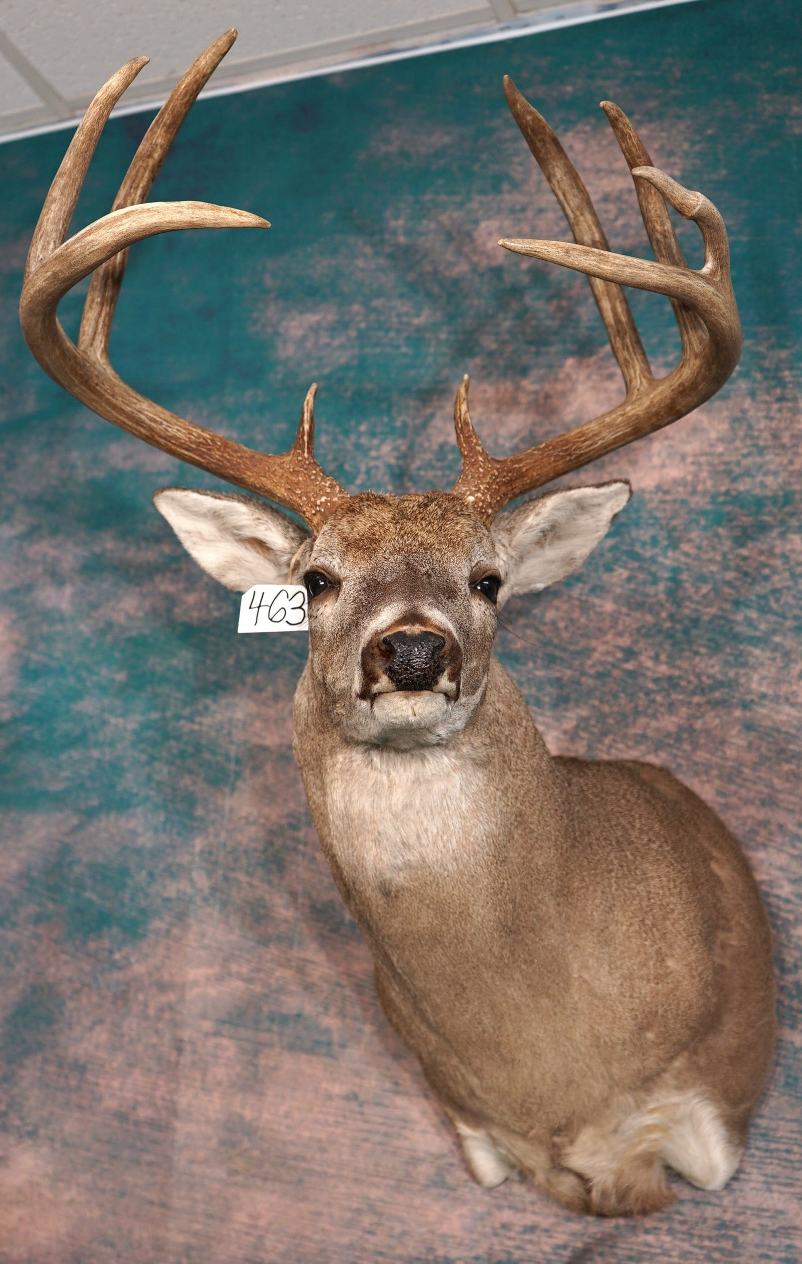 Big 9pt. Texas Whitetail Deer Shoulder Quality Taxidermy Mount