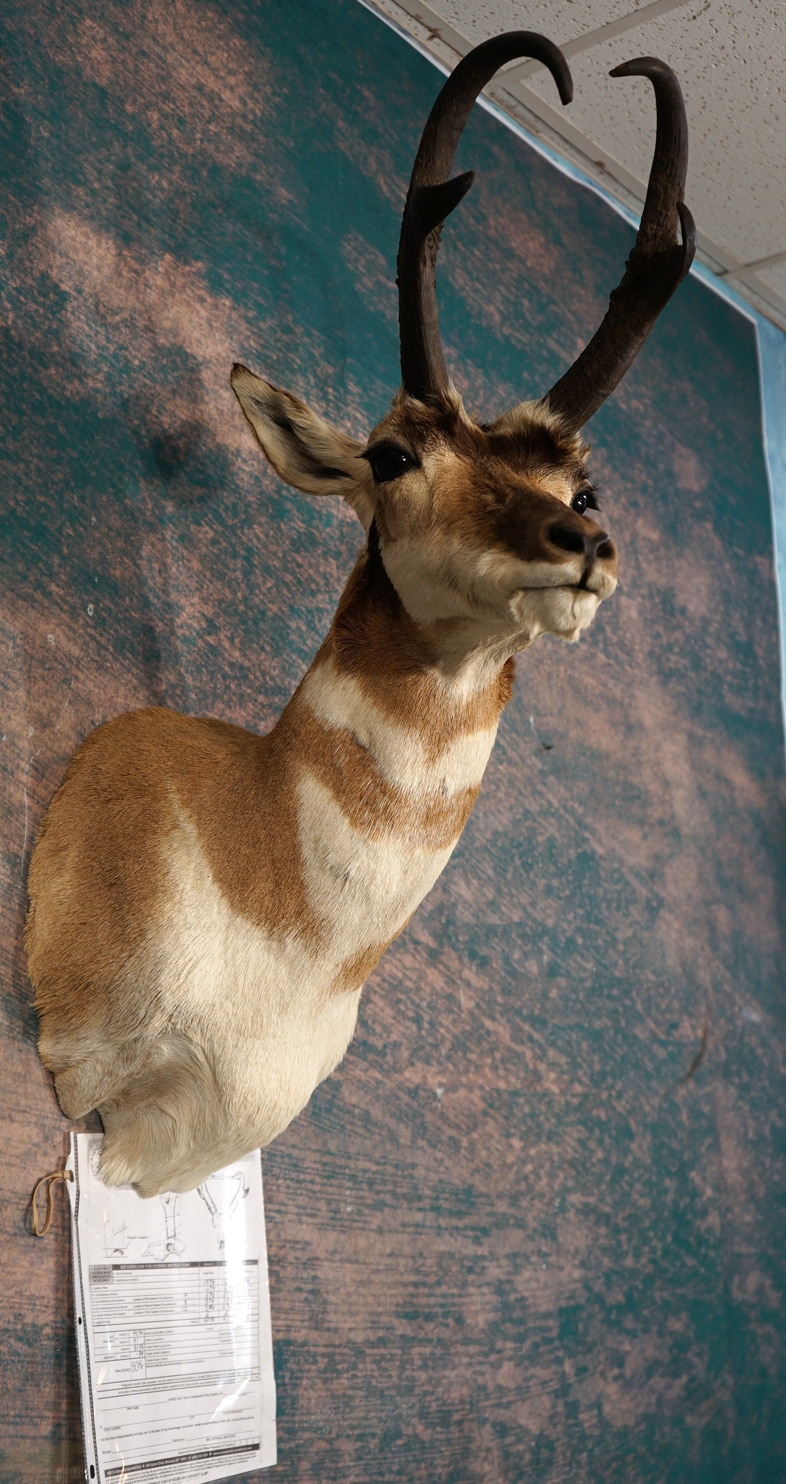 Boone & Crockett Awards Book Pronghorn Antelope Shoulder Taxidermy Mount: This mount is very lifelike, clean, and in mint-like condition. The mount has great detail and expression. The horns gross scored 81 3/8", and they net 80 6/8". It takes a score of 80 for the Awards B