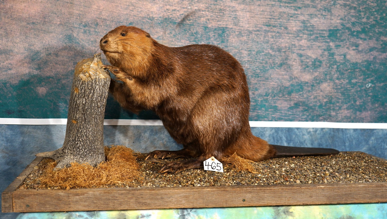 Very Nice Beaver Full Body Taxidermy Mount in Natural Habitat: This is a very lifelike, clean, and mint-like condition mount. The Beaver has a natural pose with good expression. The taxidermy is outstanding and this mount grades a solid 10.