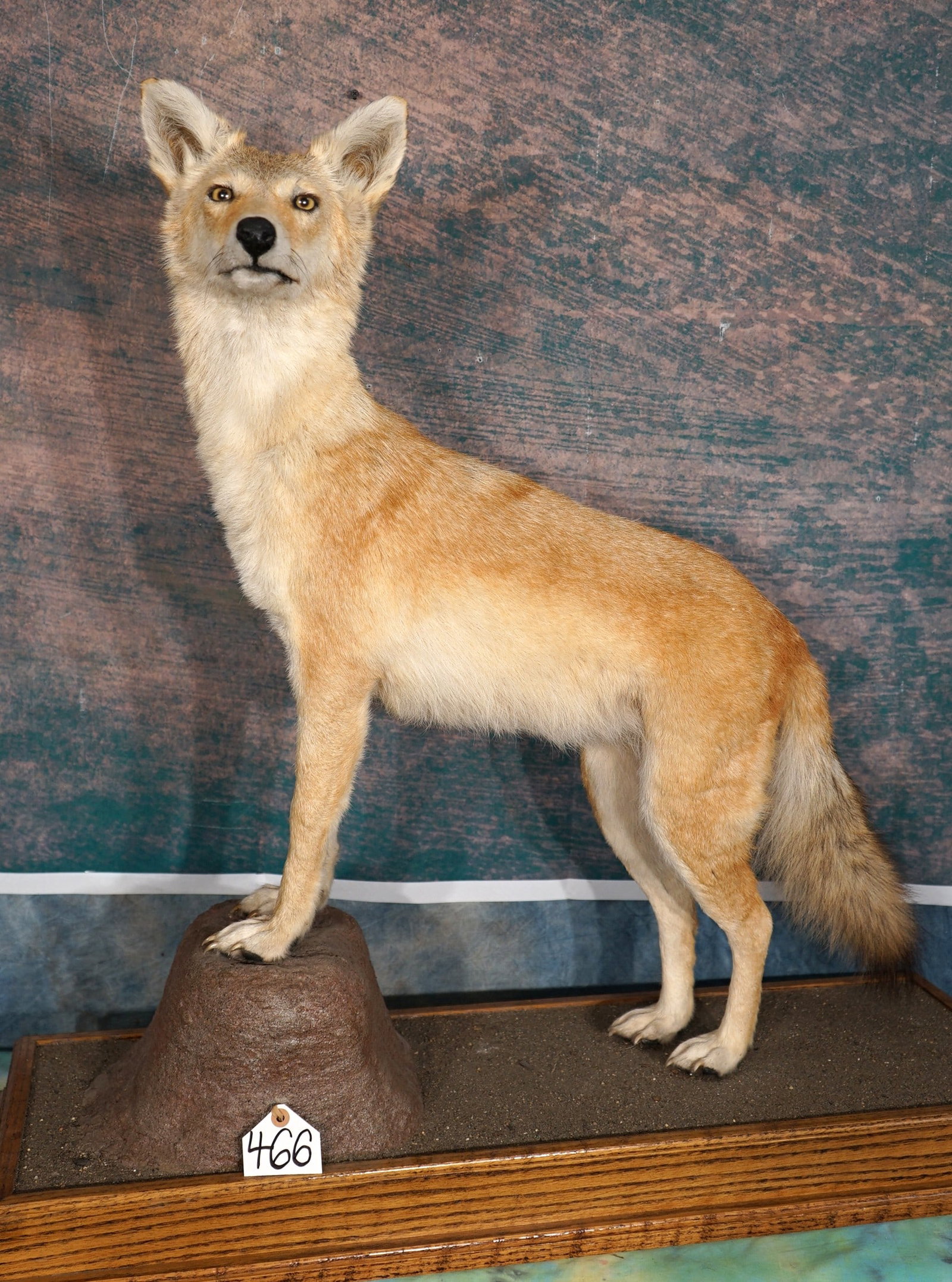 Rare! Cinnamon colored Coyote Full Body Taxidermy Mount: This mount is very lifelike, clean, and in mint condition. The Coyote has good expression, and very nice custom base. The quality of the taxidermy grades a very high 9.75.