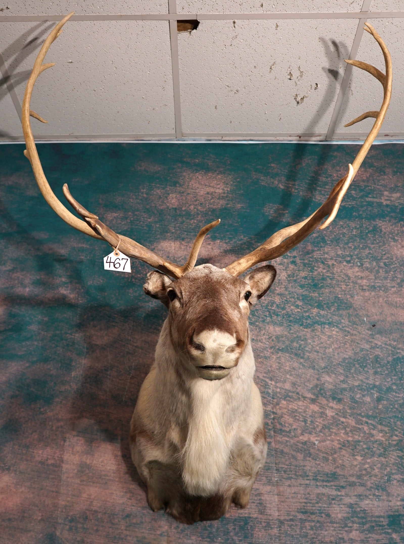 Central Canadian Barren Ground Caribou Shoulder Taxidermy Mount: This mount is clean and in excellent condition. The mount is detailed well, and it has good expression. The taxidermy on this mount grades a 9 on a 1 to 10 scale.
