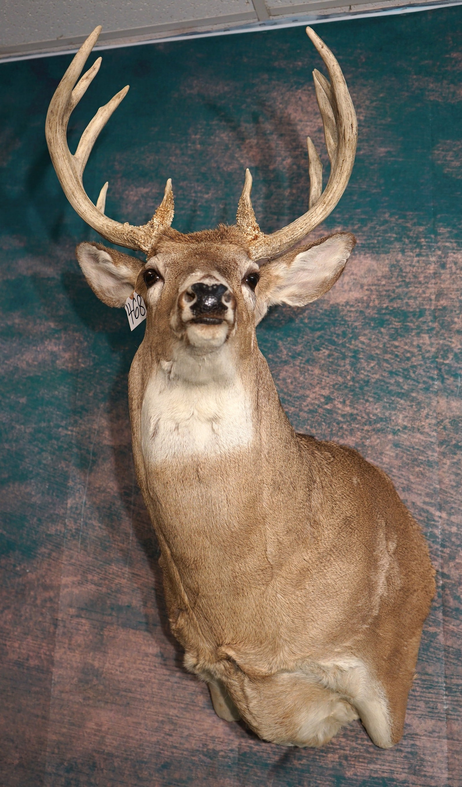 10pt. Illinois Whitetail Deer Shoulder Taxidermy Mount (1 of 3)