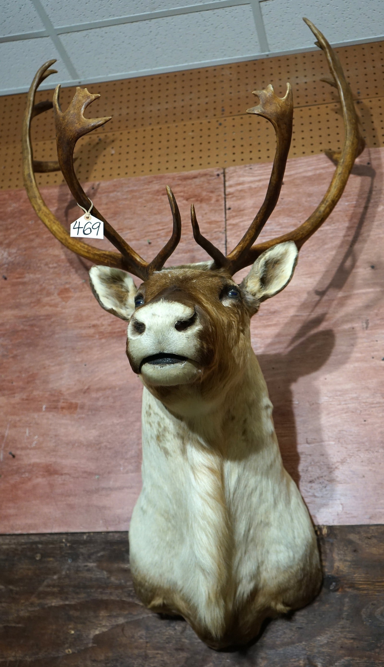 Mountain Caribou Shoulder Taxidermy Mount (1 of 3)