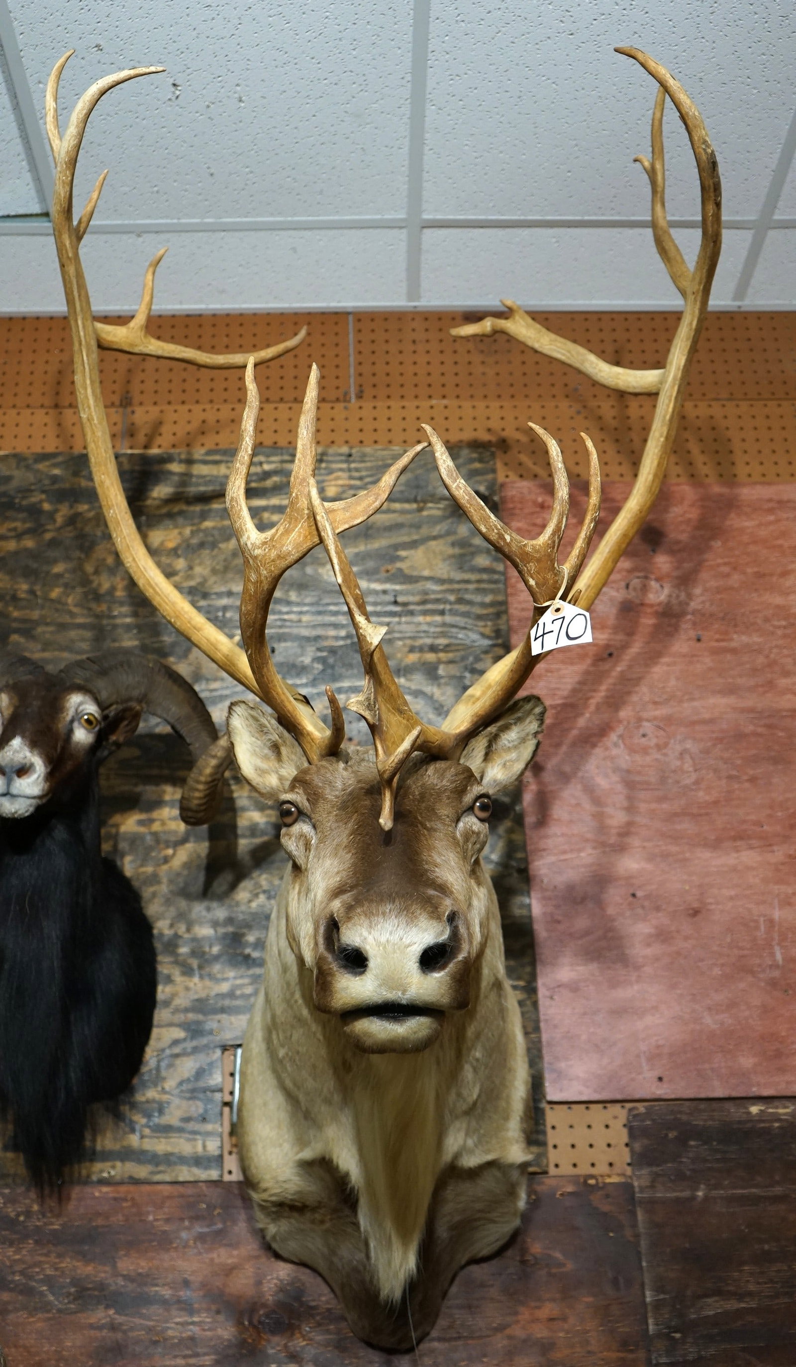 Alaskan Barren Ground Caribou Shoulder Taxidermy Mount: This mount is clean, lifelike, and in excellent condition. This is a mature Bull with a very pretty cape. The quality of the taxidermy is excellent, and this Caribou grades a high 9.