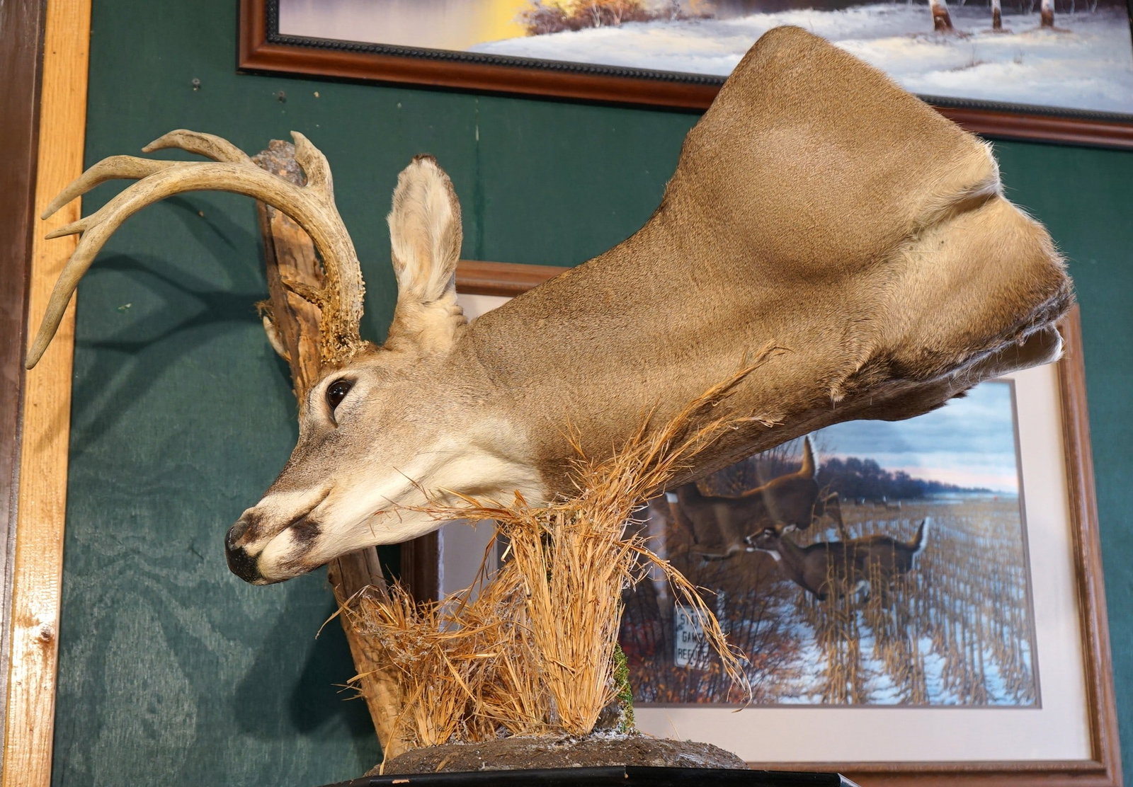 Whitetail Deer Shoulder Pedestal Taxidermy Mount: This mount is very lifelike, clean, and in mint-like condition. This Buck is a 11 point, with a small third antler growing between his normal antlers. See photos!! The Buck has great detail, and very 