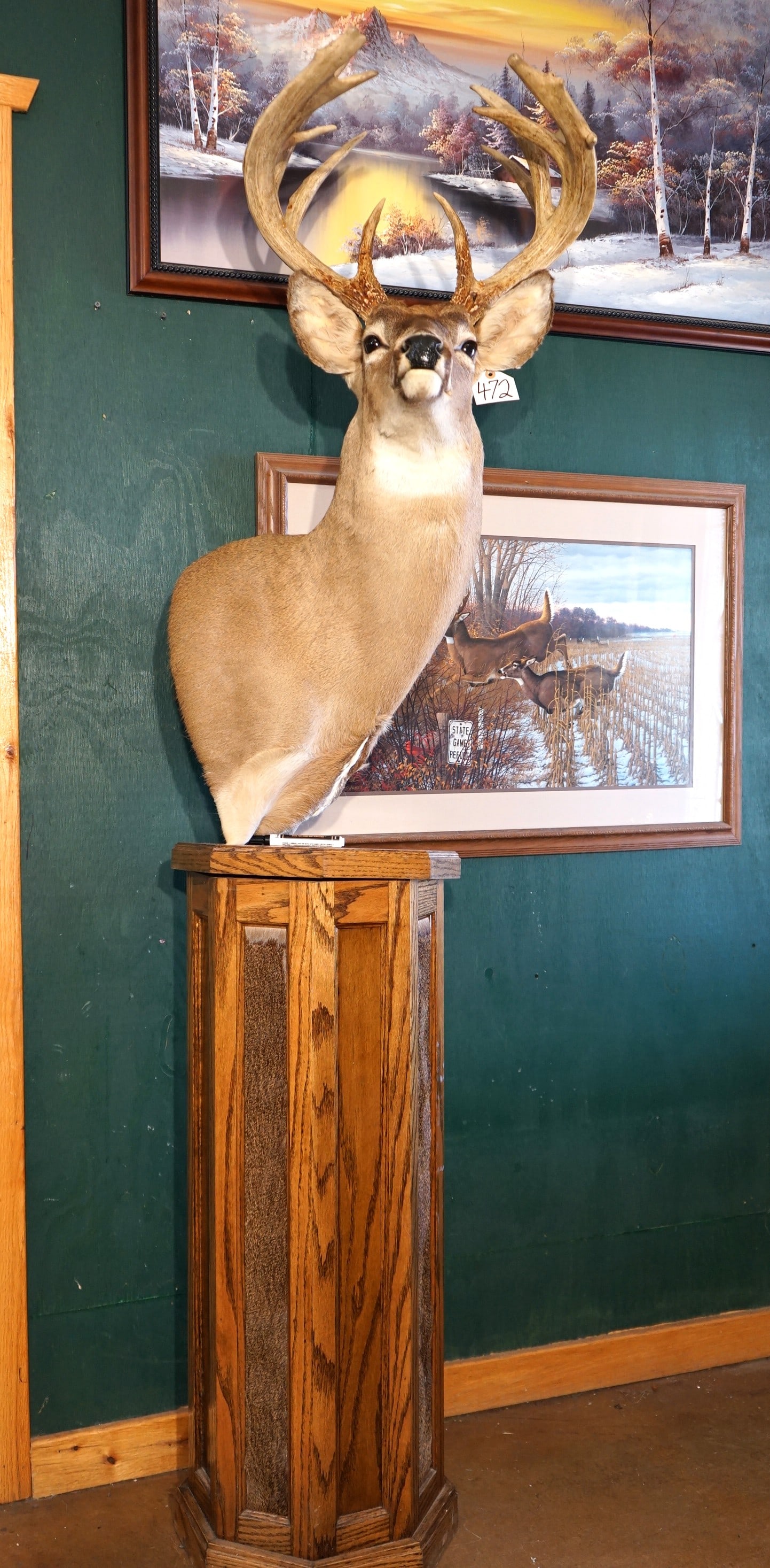 Whitetail Deer Shoulder Pedestal Taxidermy Mount: This majestic looking Buck is a really nice 13 pointer. The Buck has great detail and good expression. This mount is clean, lifelike, and in mint-like condition. The taxidermy is truly excellent and t