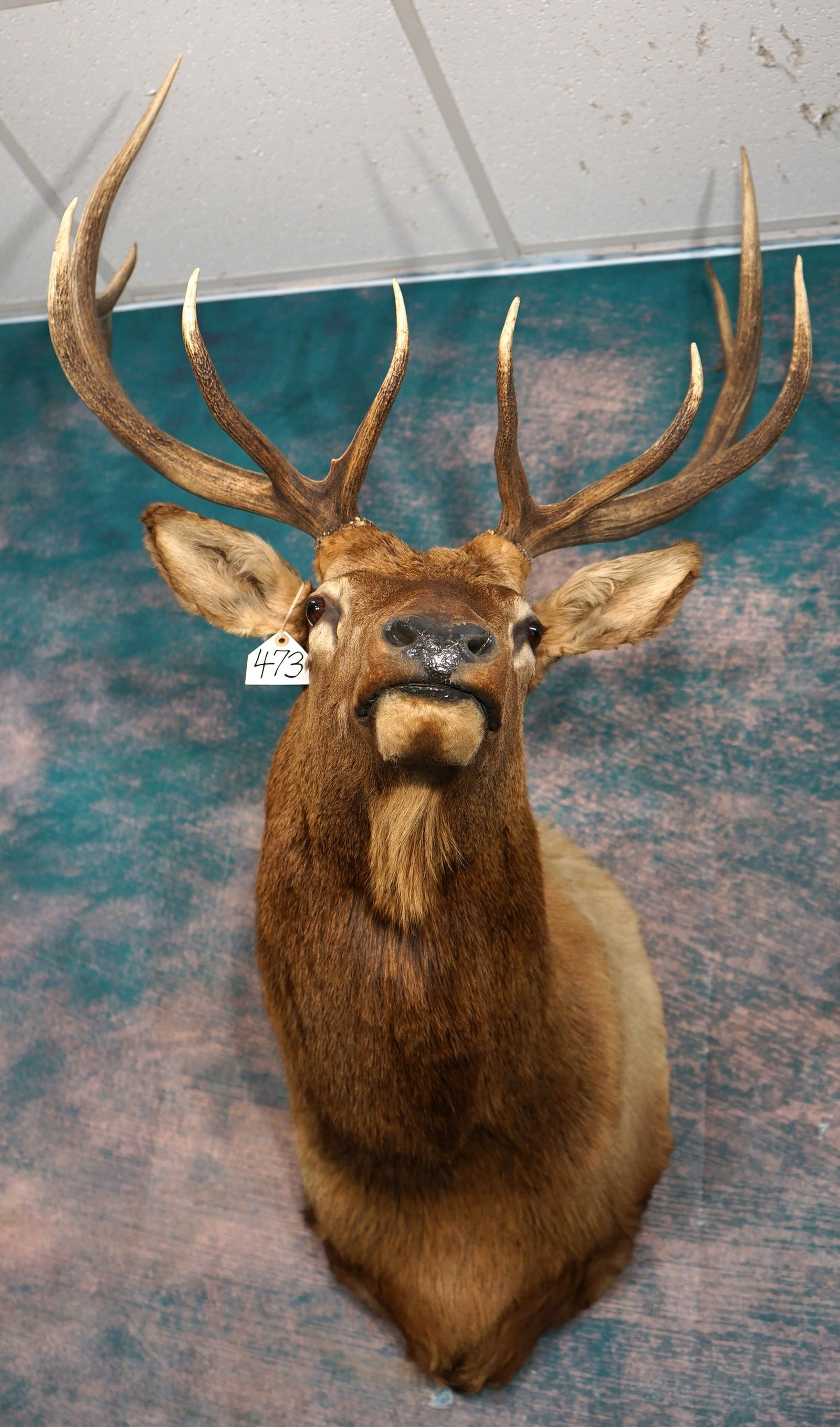 Nice 6 x 6 Colorado Elk Shoulder Taxidermy Mount (1 of 3)