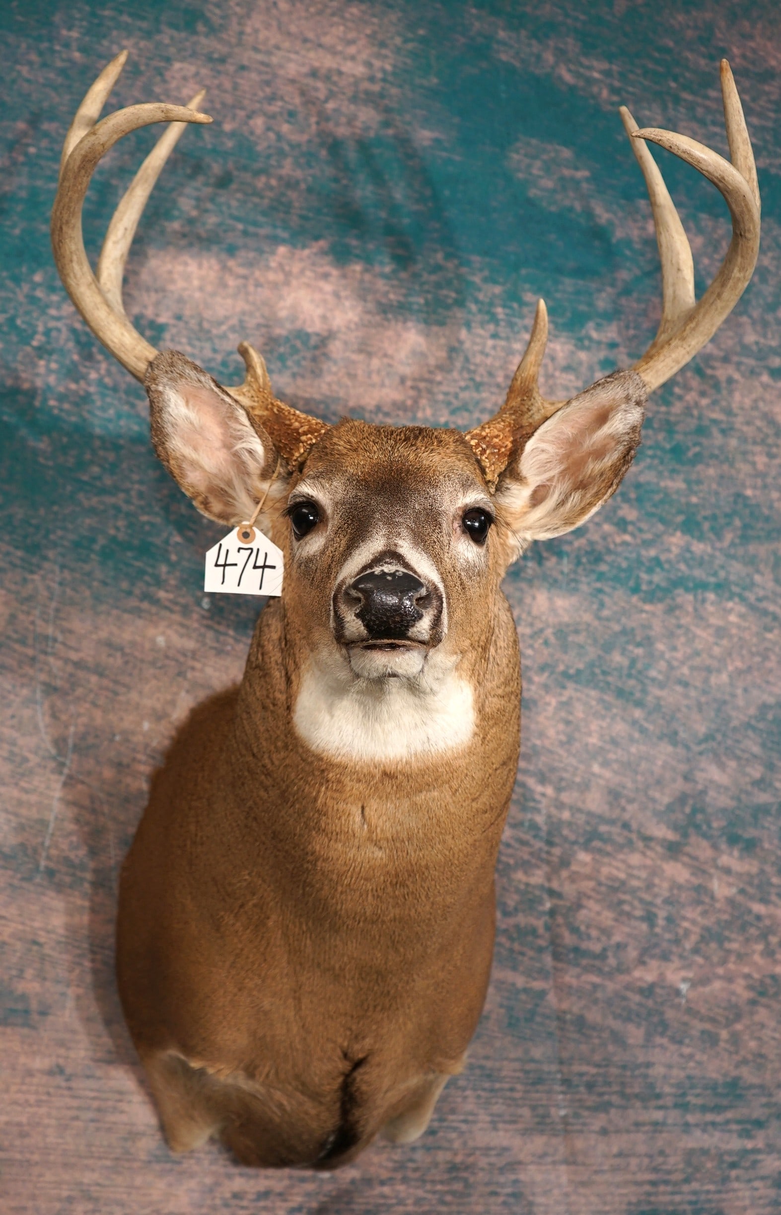 8pt. Illinois Whitetail Deer Shoulder Taxidermy Mount (1 of 3)