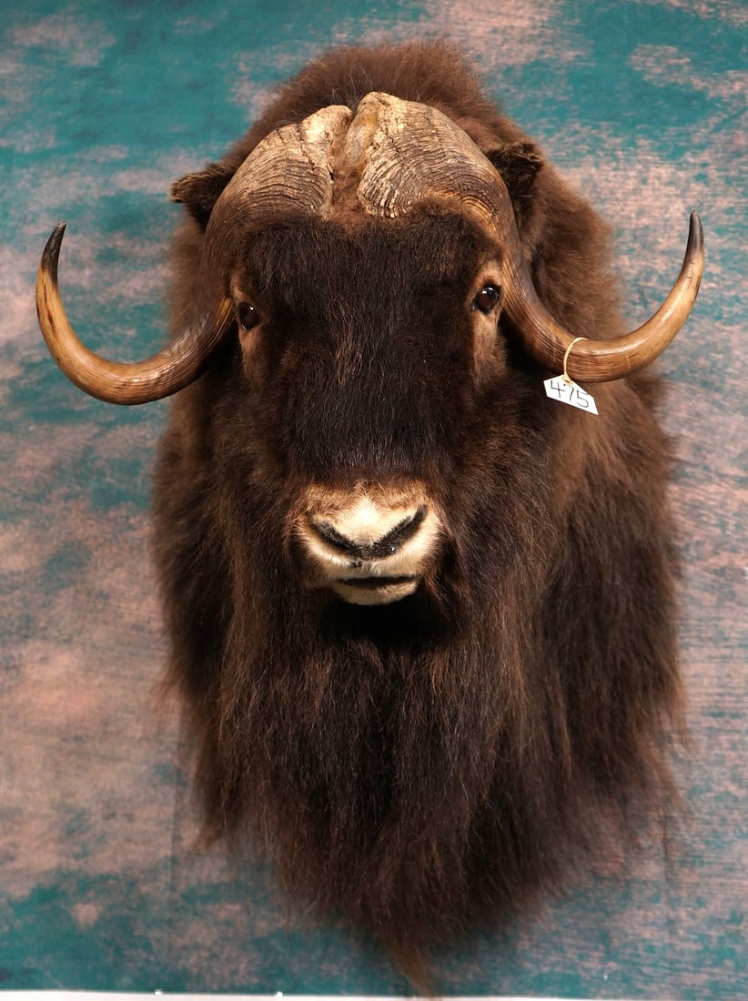 Beautiful Record Class Muskox Shoulder Taxidermy Mount: This mount is clean, lifelike, and in mint-like condition. The horns have deep curls with big bosses. The mount has good expression, with excellent quality taxidermy. This big Bull grades a very high 