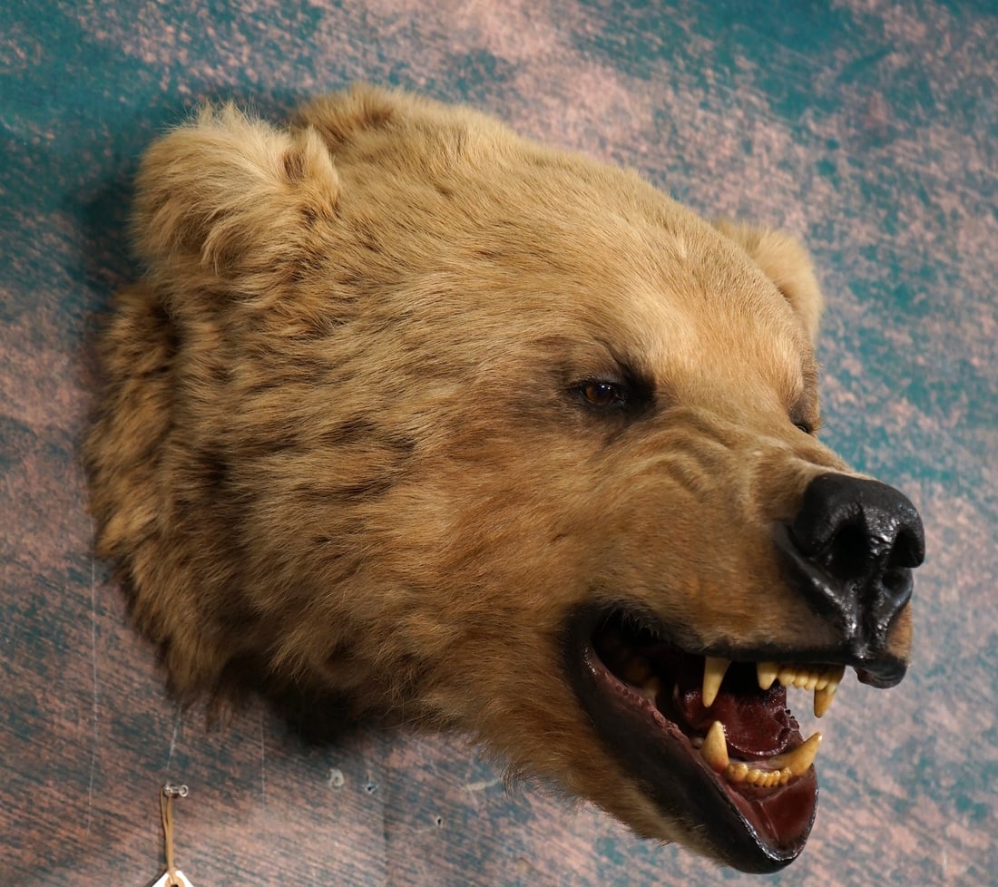 Grizzly Bear Shoulder Taxidermy Mount (1 of 3)