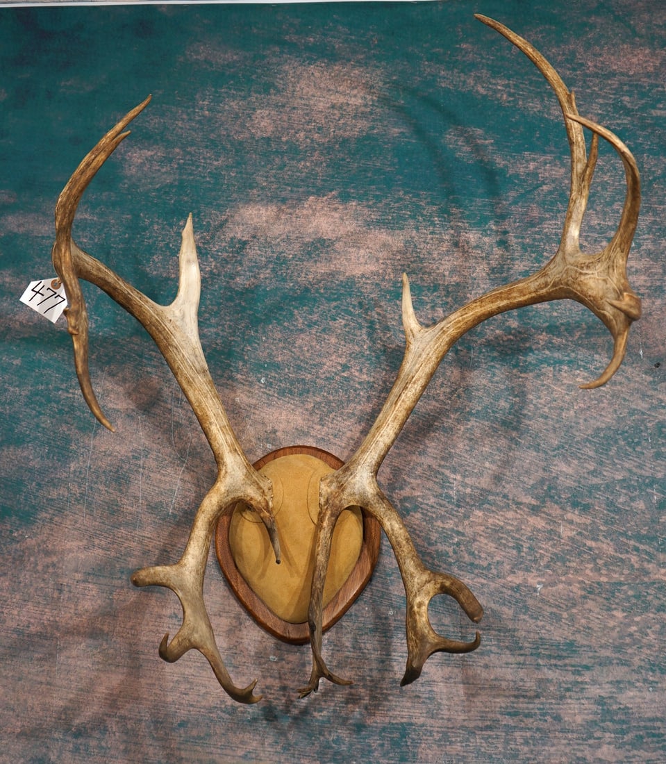 Very Nice Set of Caribou Antlers Mounted on a Wood Panel Taxidermy: This is a very good set of Barren Ground Caribou Antlers that are in excellent condition. These will make a really fantastic display in just about anywhere you hang them.