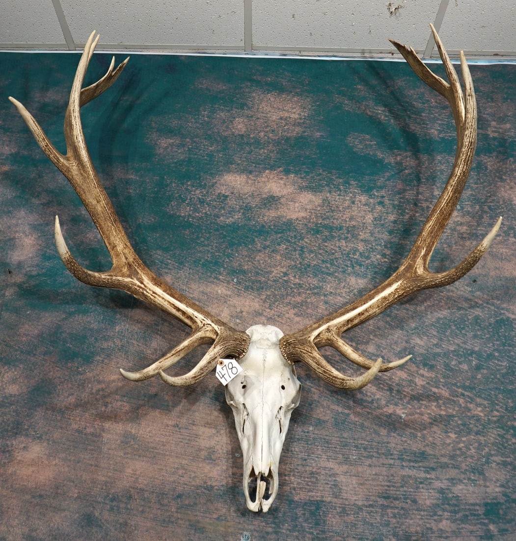 Awesome Extra Large 9 x 6 Elk Skull Taxidermy (1 of 6)