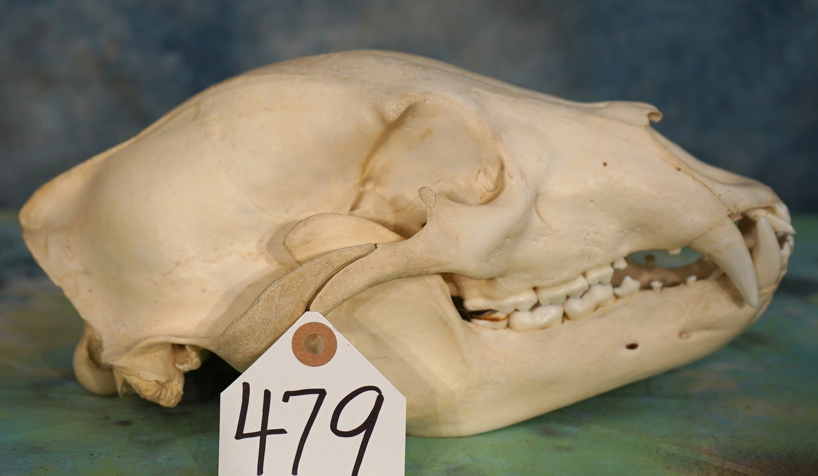 Very Nice Complete Black Bear Skull Taxidermy: This skull is clean, damage free, and it has all teeth present. This skull is in excellent condition.