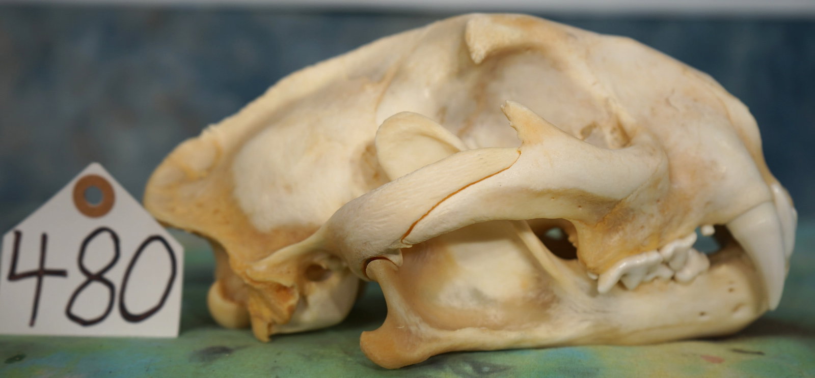 Complete Boone & Crockett Mountain Lion Skull Taxidermy: This skull is clean, and it is in excellent condition. This one makes the Big Time Book with no room to spare. All of the teeth are present and in perfect condition. This is one of the best Mountain L