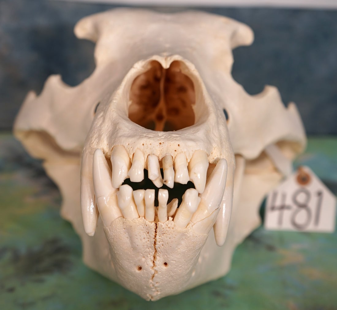 Large Complete Alaskan Brown Bear Skull Taxidermy (1 of 4)