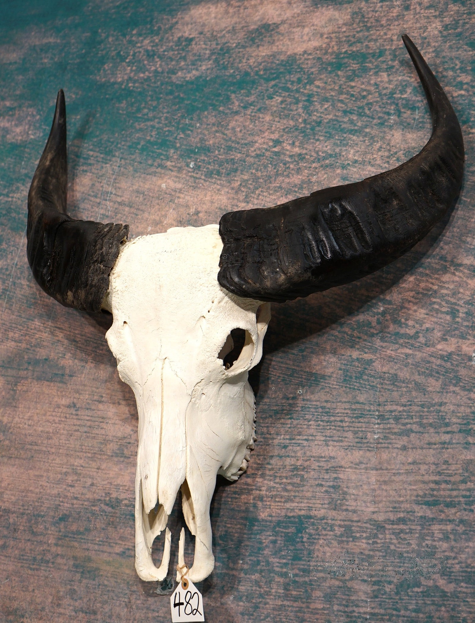 Very Nice Asian Water Buffalo Skull Taxidermy (1 of 3)