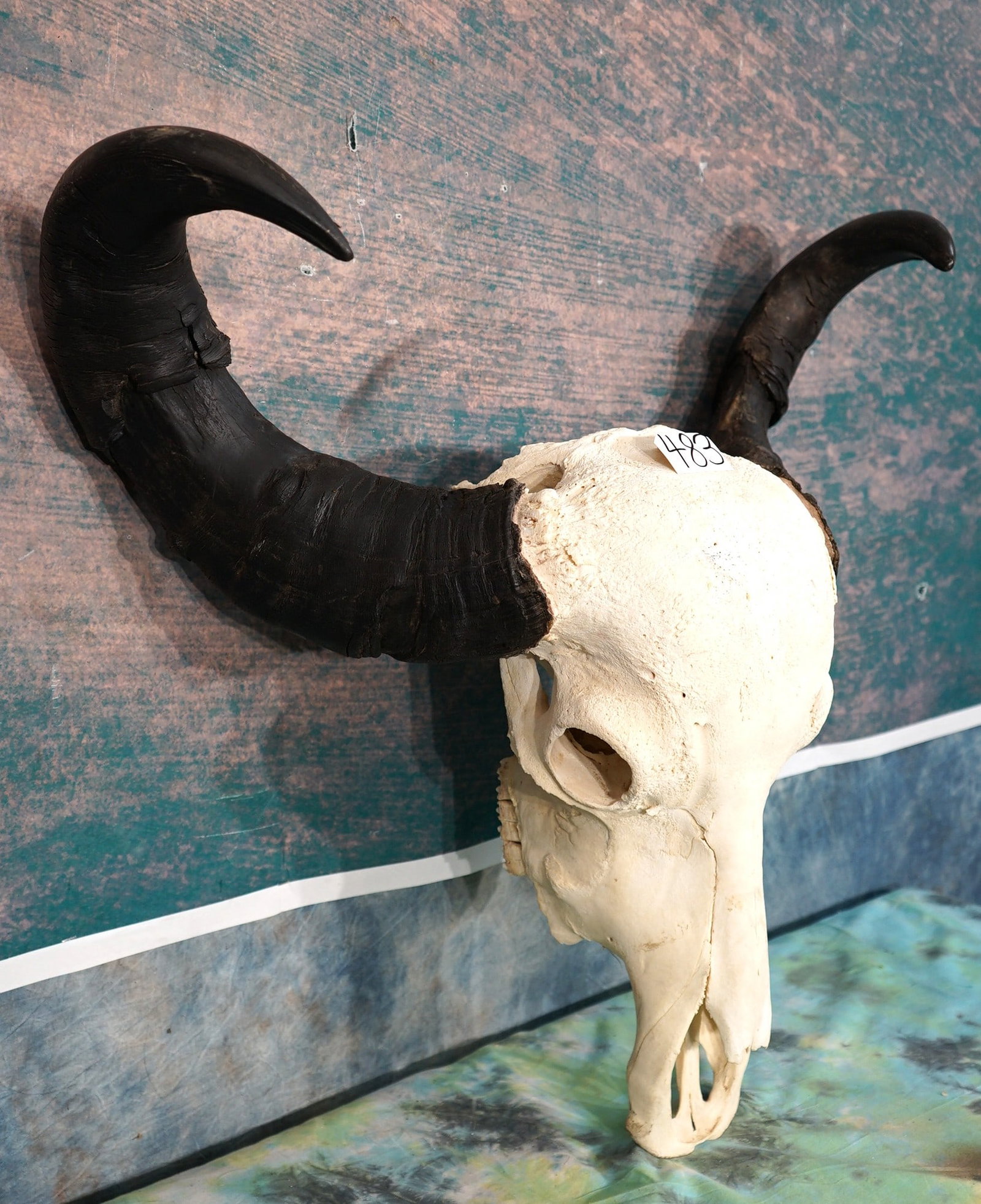 Very Nice South American Water Buffalo Skull Taxidermy (1 of 4)