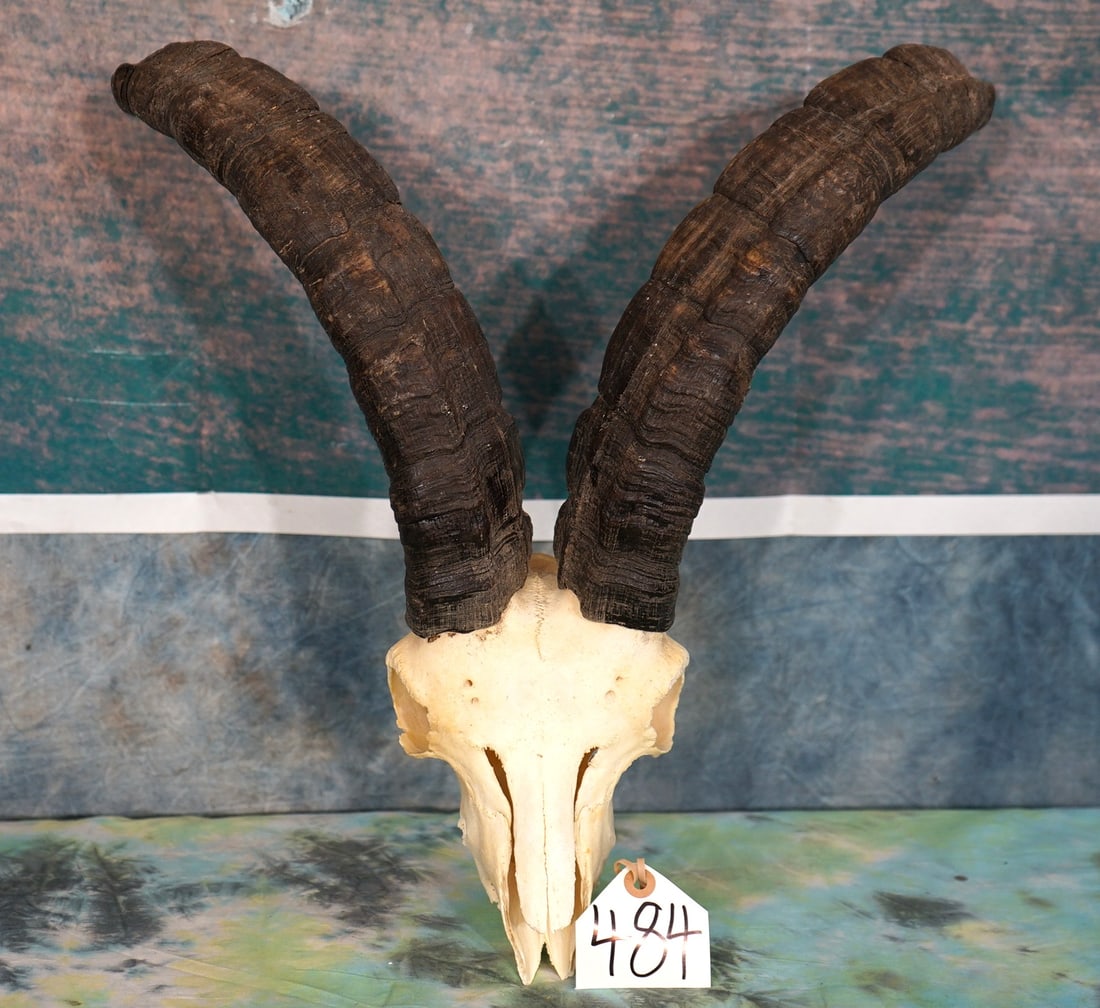 Southeastern Spanish Ibex Skull Taxidermy: This skull is clean and in excellent condition. The nose tip piece is missing; but other than this, this skull is top notch. This one is not easy to come by.