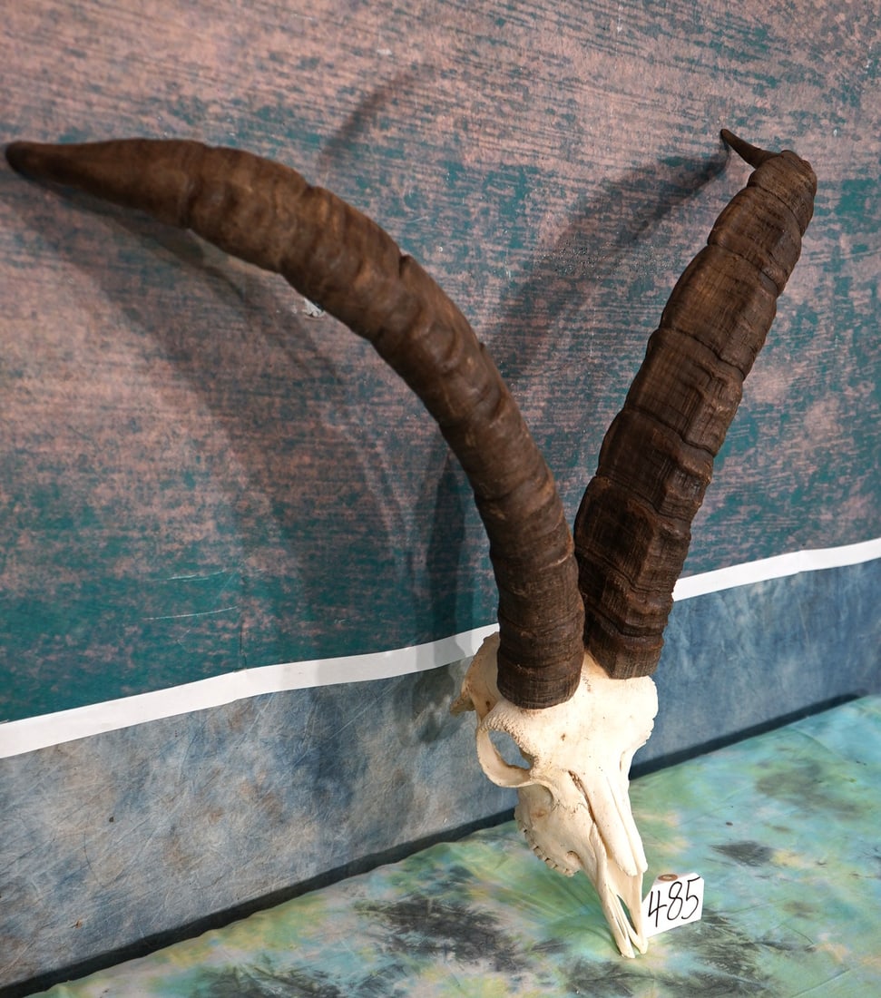 Beceite Ibex Skull from Spain Taxidermy: This is a very clean skull that is in excellent condition. This skull is from a mature male. This one will make a really fine display.