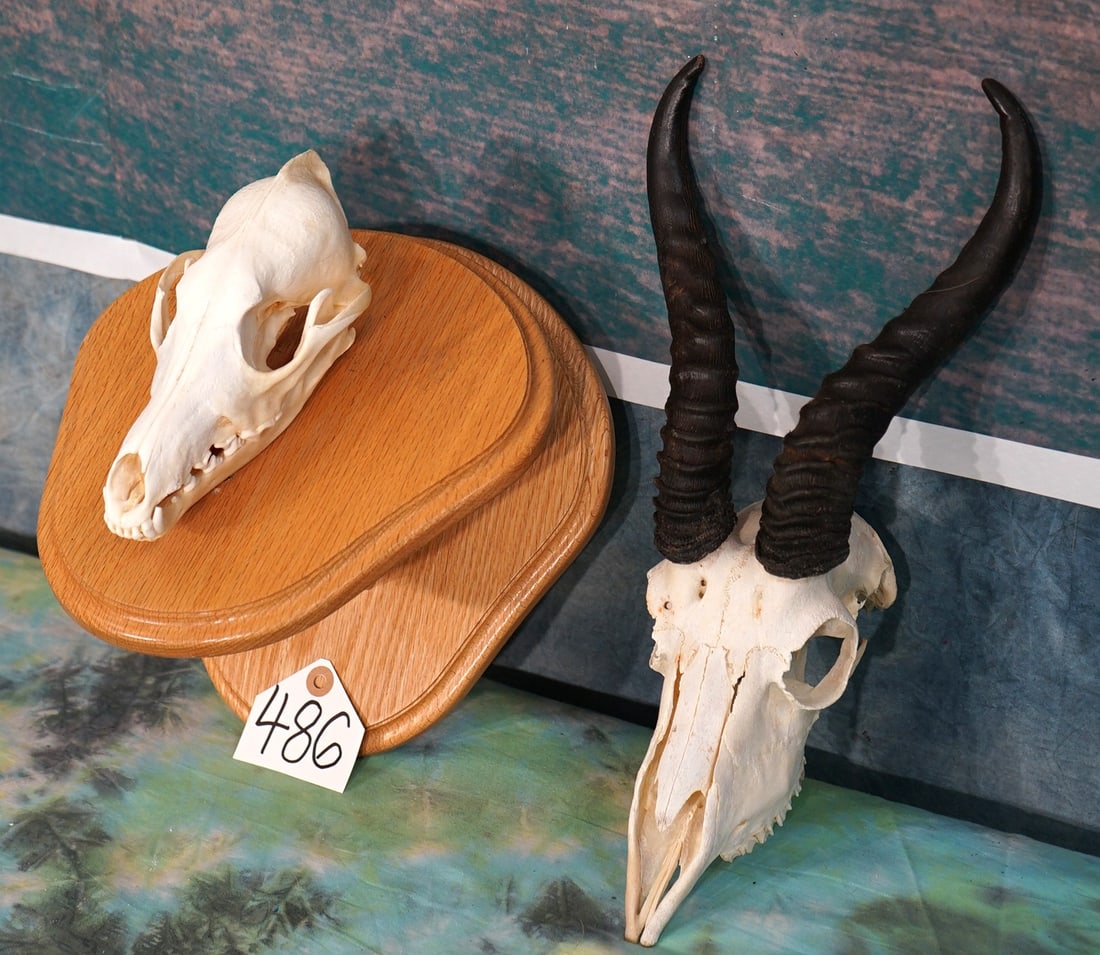 African Black Backed Jackal & Springbuck Gazelle Skulls Taxidermy: These skulls are clean and in excellent condition. The Jackal skull is fully complete, except for one messing tooth. The Springbuck is complete. Both of these African Skulls will make a fine displays.