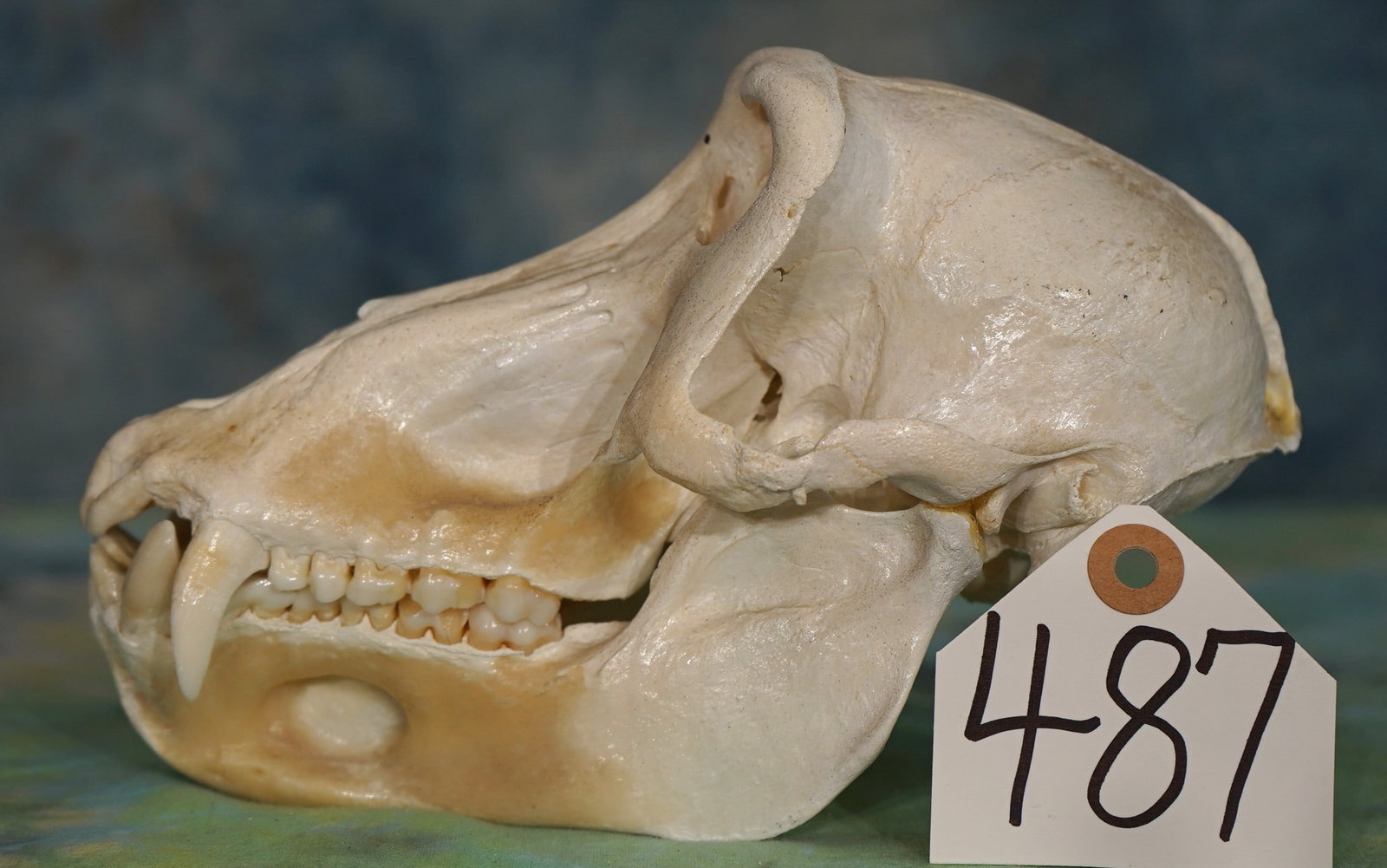 African Chacma Baboon Complete Skull Taxidermy: This skull is clean and in mint-like condition. All of the teeth are present and in excellent condition. This skull is from a mature and average size Baboon.