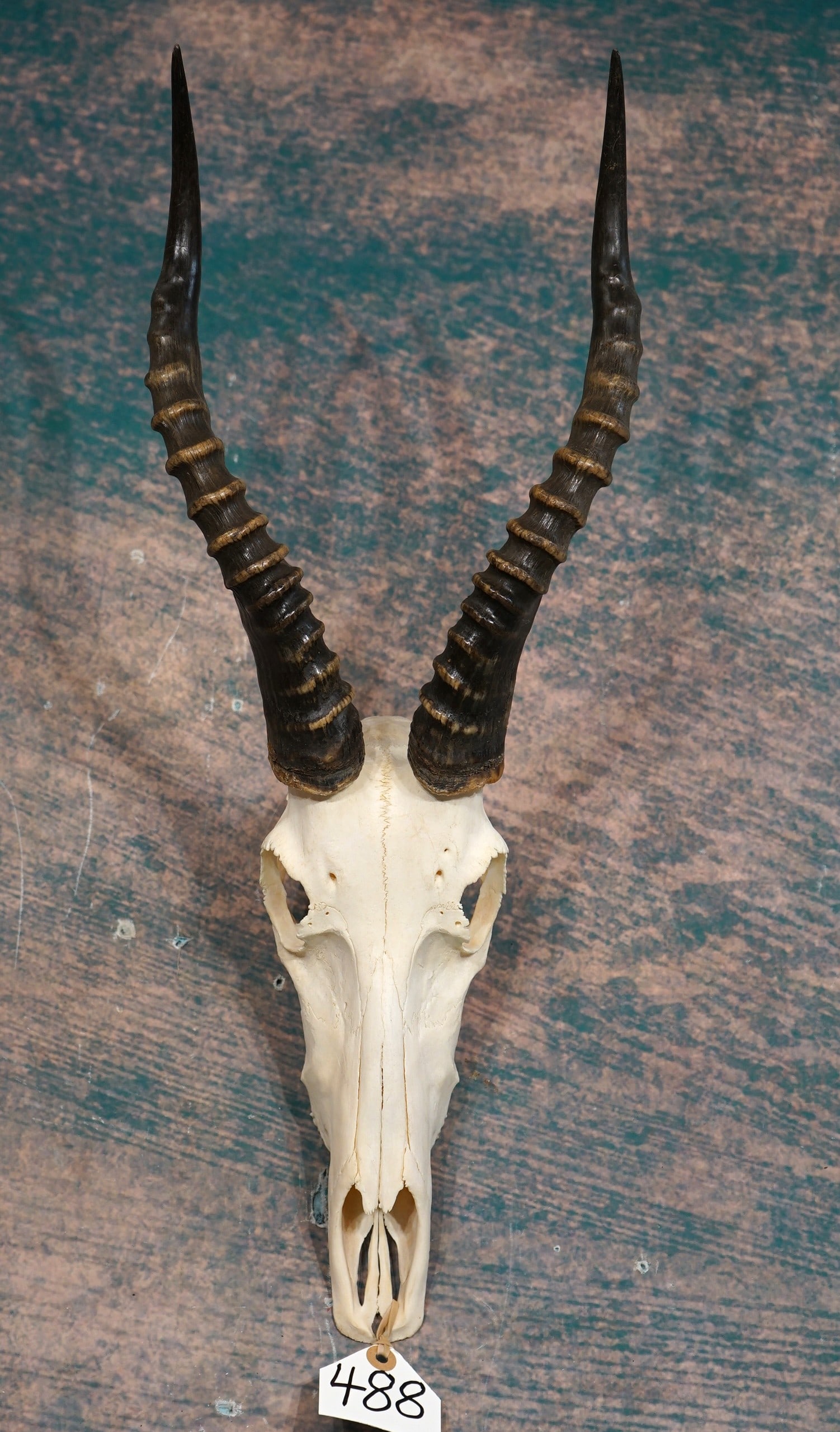 African Bontebuck Antelope Skull Taxidermy: Just recently we have received the OK, to be able to sell this animals trophies out of States. This one is a good size mature Bulls Skull. The Skull is clean and in excellent condition.