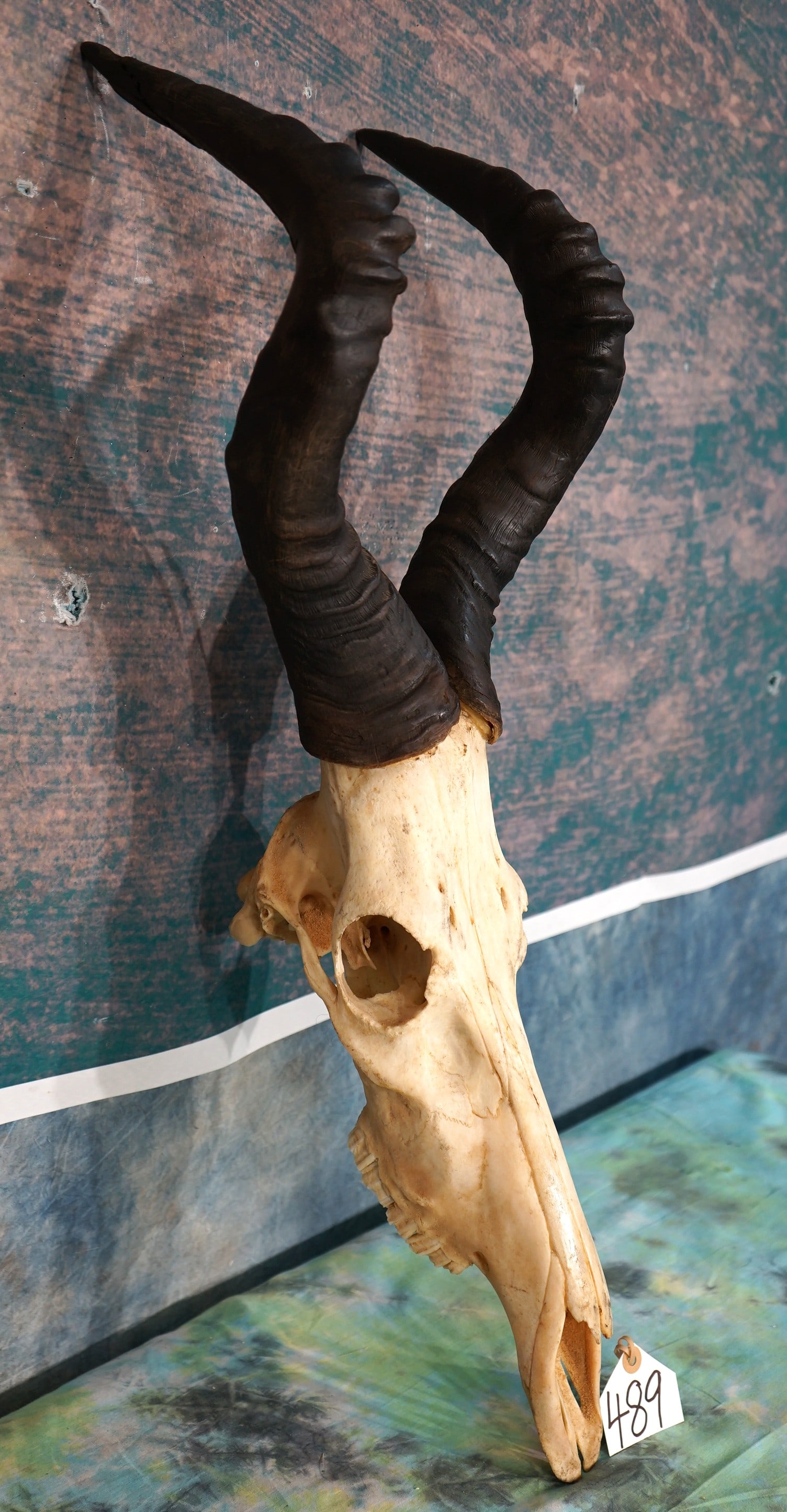 African Red Hartebeest Antelope Skull Taxidermy: This skull is clean and in excellent condition and is from an old Bull and it is quite the trophy. As for the collector, this is really a good one.