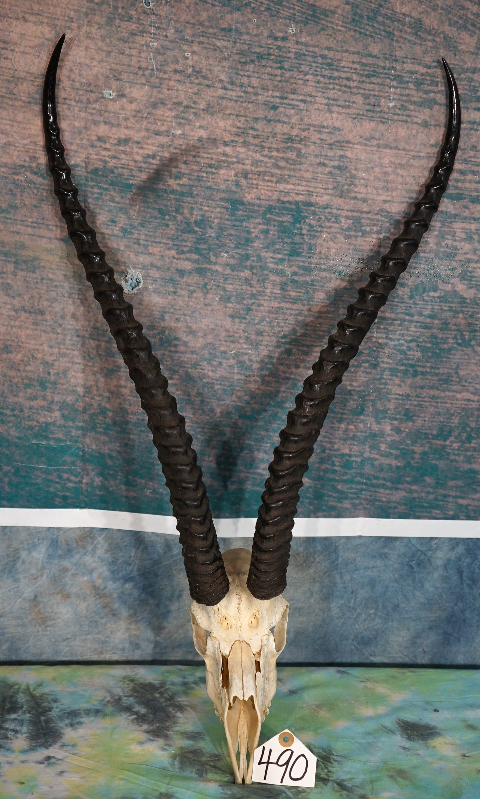 African Grants Gazelle Record Book Skull Taxidermy: This skull is clean, damage free, and in excellent condition. The horns are 26 6/8" x 26 5/8" long, and this is a Safari Club Gold Medal trophy.
