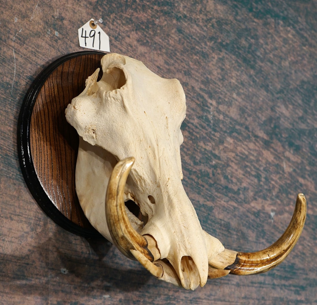 Old African Warthog Boar Complete Trophy Size Skull on Panel Taxidermy: This older Boar has some really good size tusk. The skull is complete with all of the teeth. The skull is clean and in excellent condition. This one is about as good as they come.