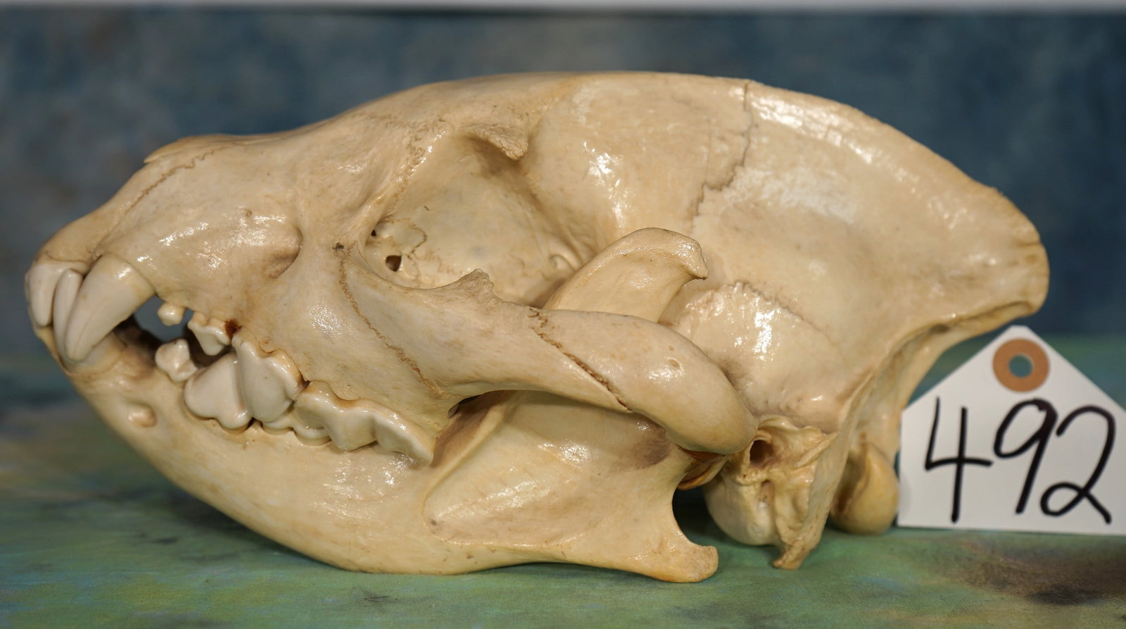 African Spotted Hyena Complete Skull Taxidermy: This skull is clean and in excellent condition. All of the teeth are present, and they are in excellent condition without cracks. This is one of the better ones that we have come across.