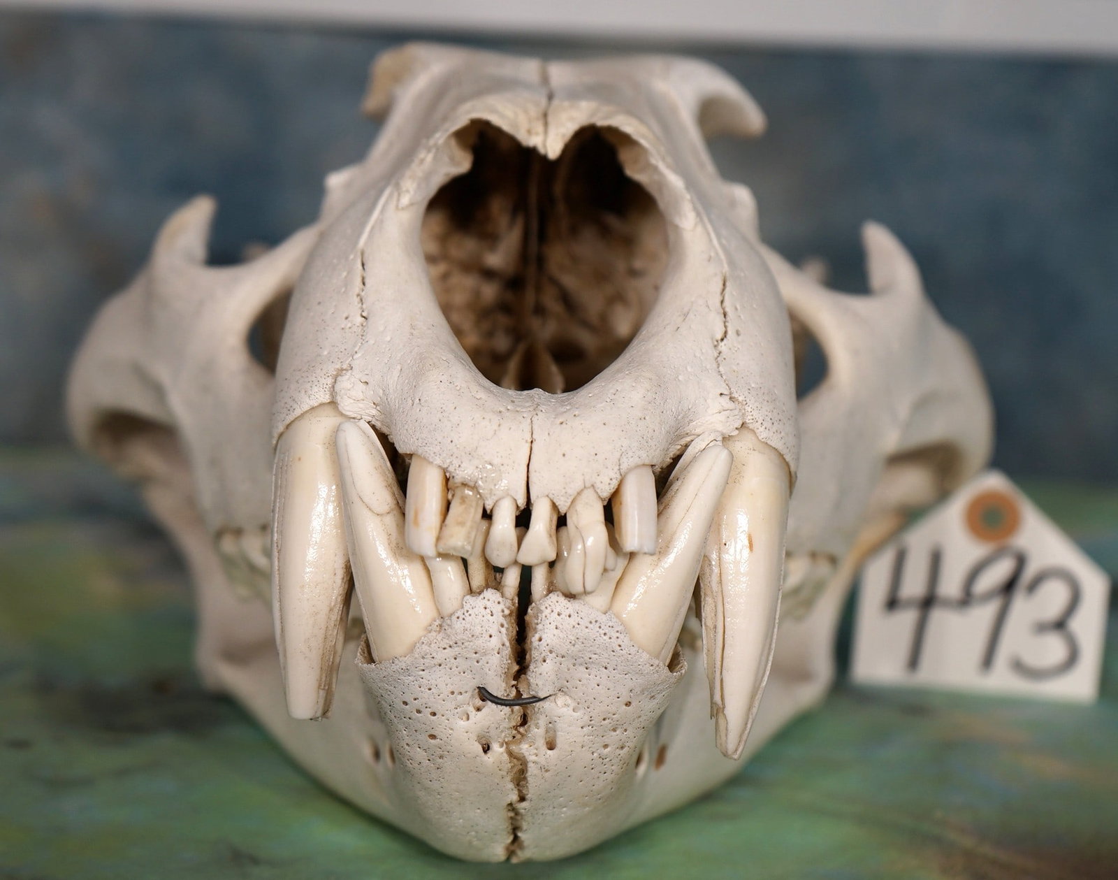 African Male Lion Complete Skull Taxidermy **TEXAS RESIDENTS ONLY!** (1 of 3)