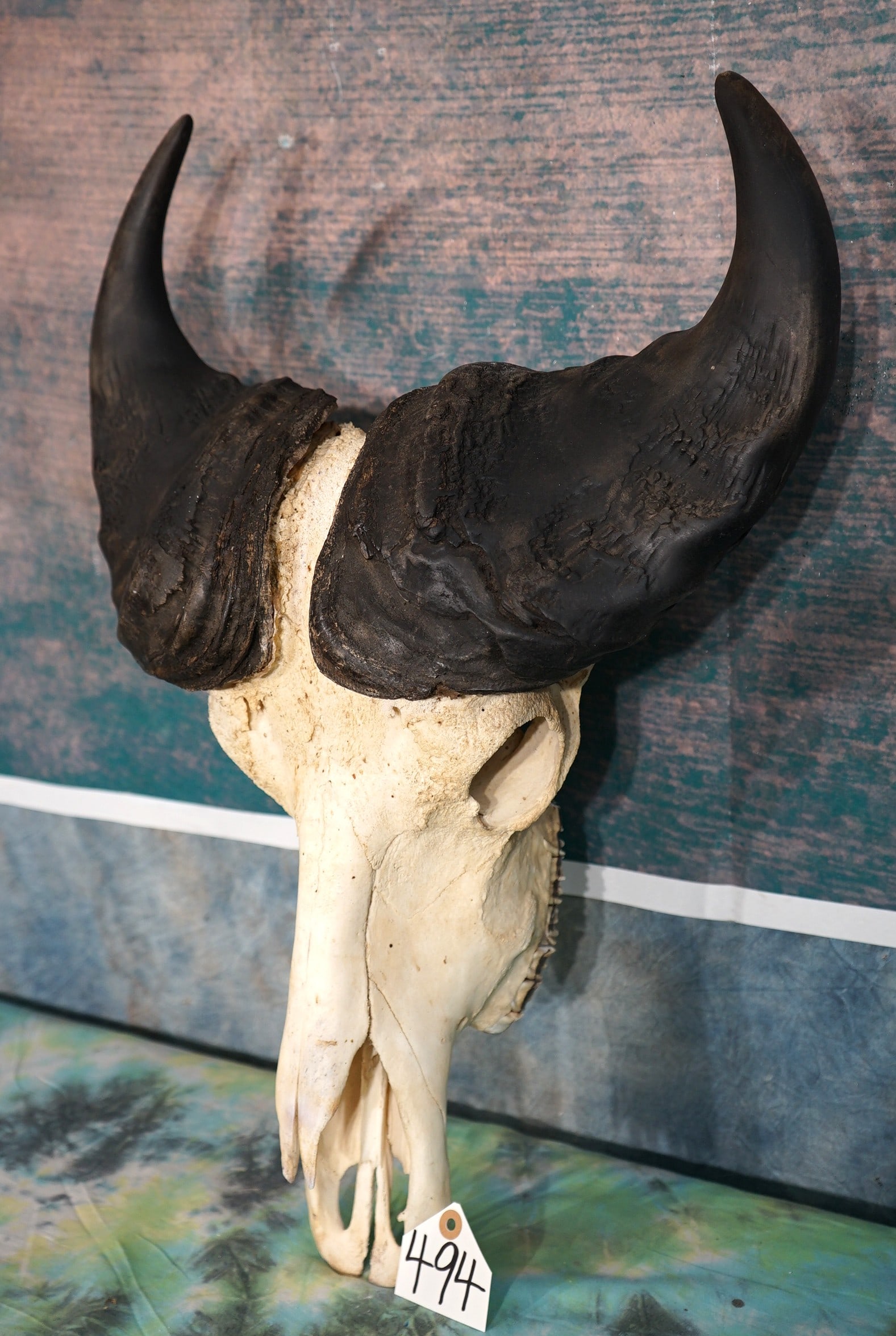 Rare & Hard to Come by African Dwarf Forest Buffalo Record Class Bull Skull Taxidermy (1 of 4)