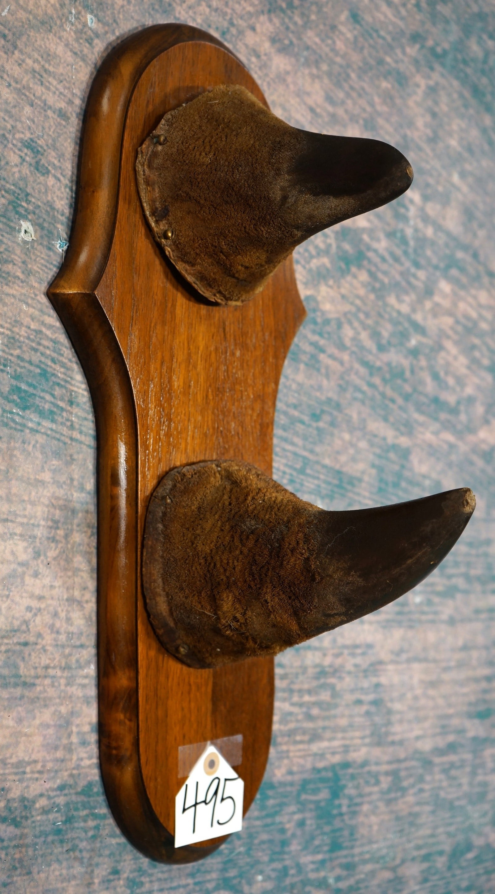 African Pair of Legal Black Rhino Horns on Panel Taxidermy **TEXAS RESIDENTS ONLY!**: The Black Rhino mentioned here was legally and fair chase harvested in Kenya in the early 1970's, before Kenya closed to hunting. They were taken by a Texas Resident and we have the paperwork. Althoug