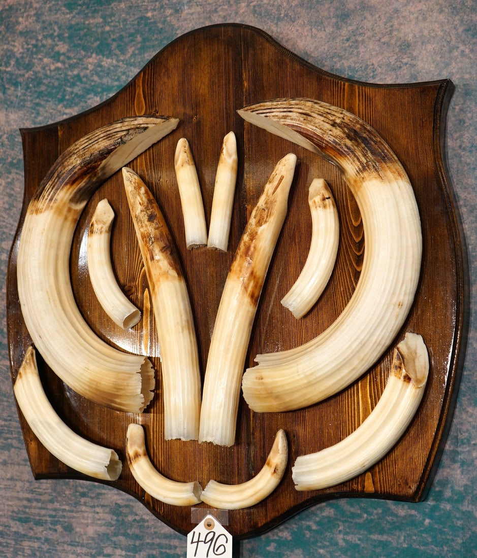 Extra Large Set of Hippo Tusk on Panel Taxidermy (1 of 3)