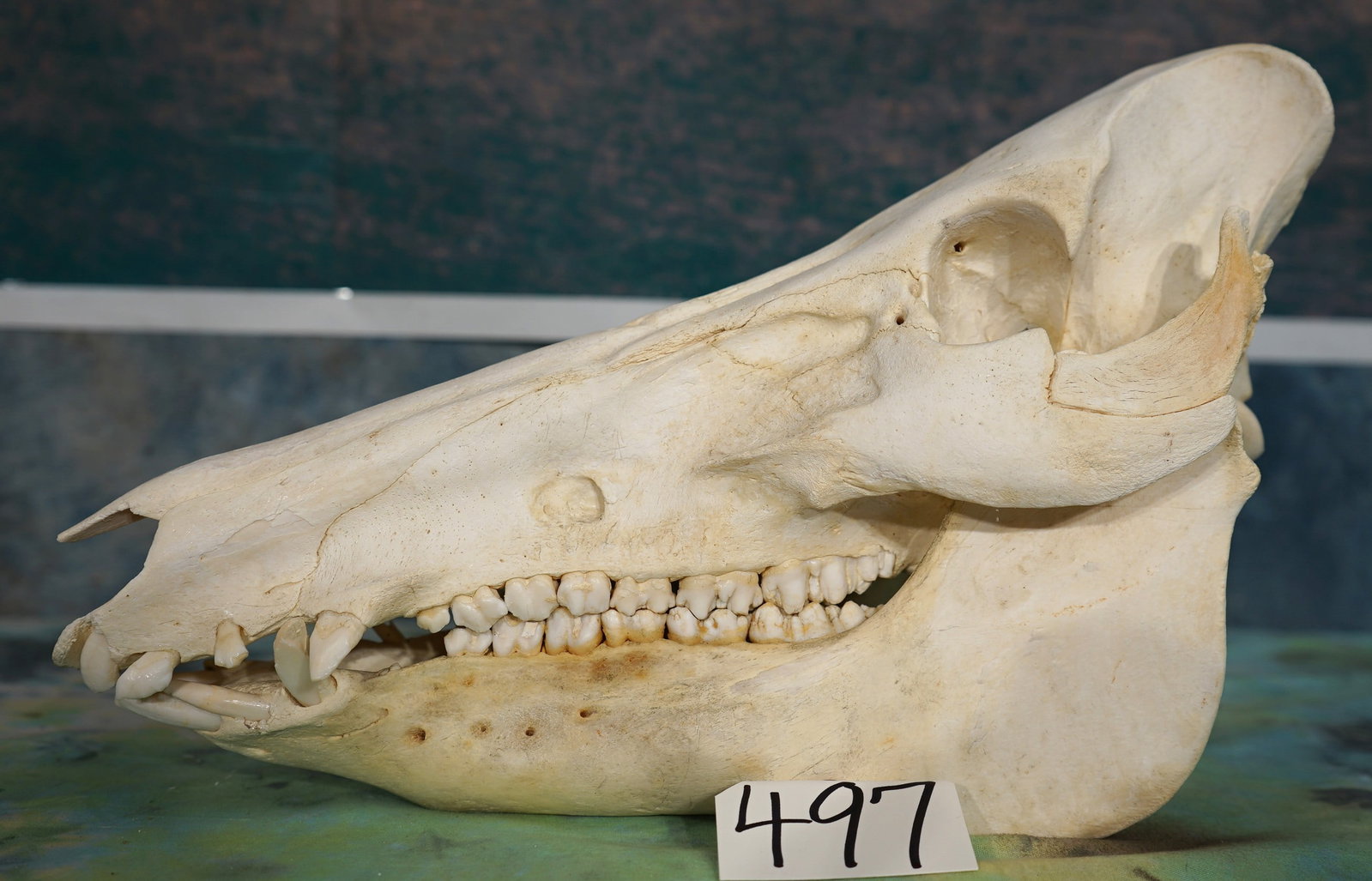 Very Nice & Large African Bushpig Complete Skull Taxidermy (1 of 4)