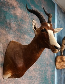 South African Blesbuck Antelope Shoulder Taxidermy Mount