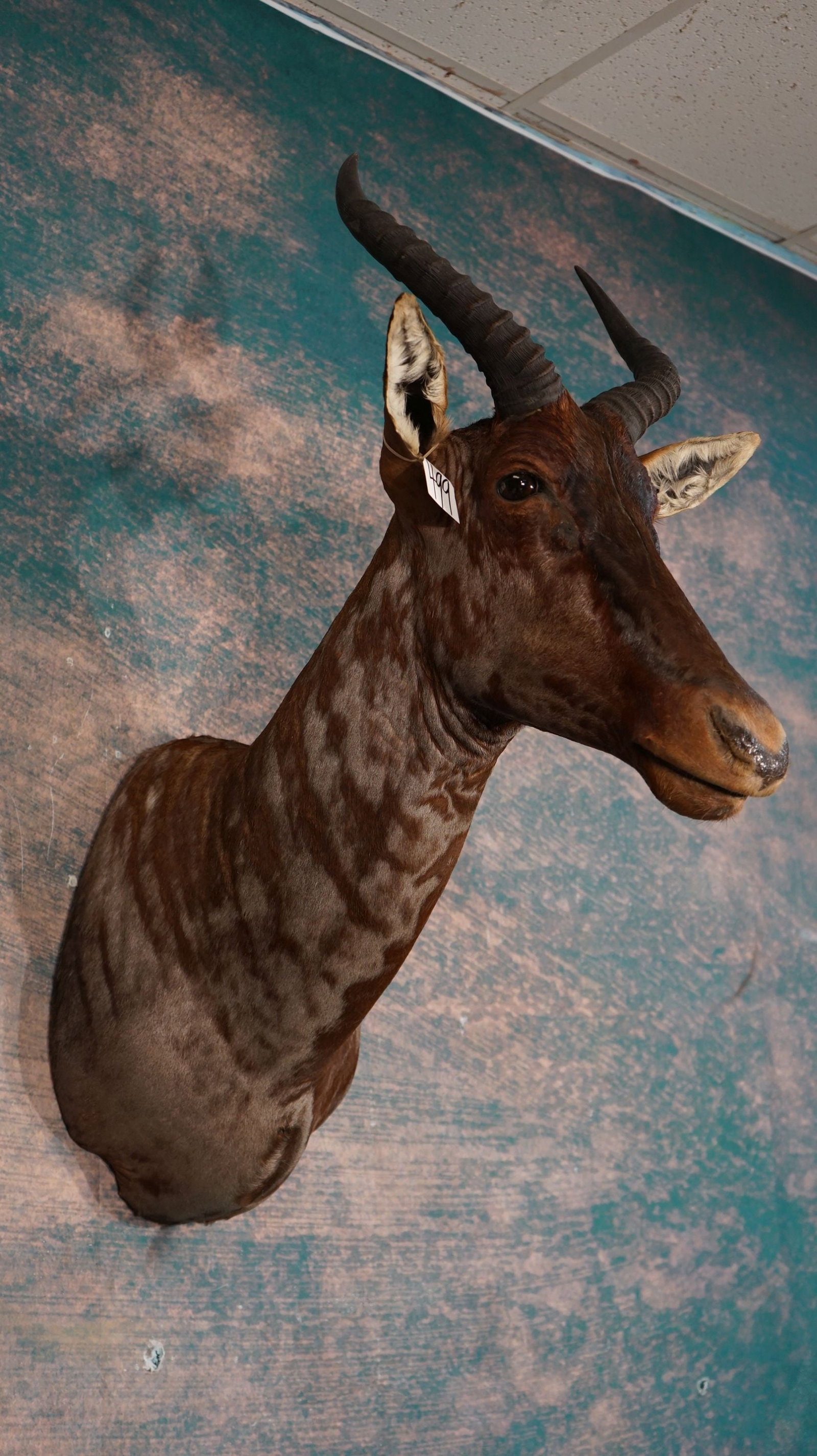 African Tsessebee Antelope Shoulder Taxidermy Mount: This mount is very lifelike, clean, and in mint-like condition. The taxidermy quality is excellent, and this Tsessebee grades a very high 9.85.