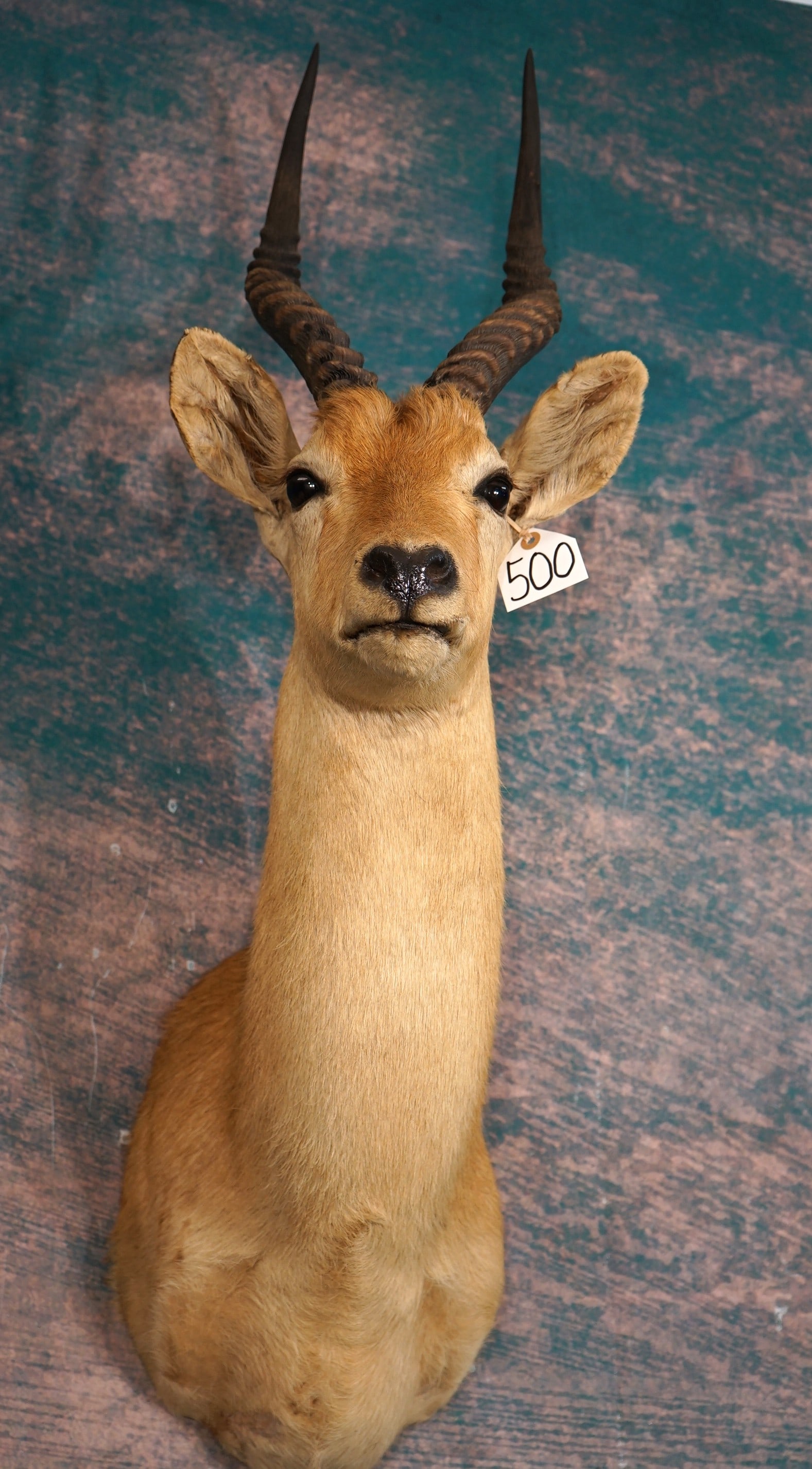 African Puku Antelope Shoulder Taxidermy Mount (1 of 3)