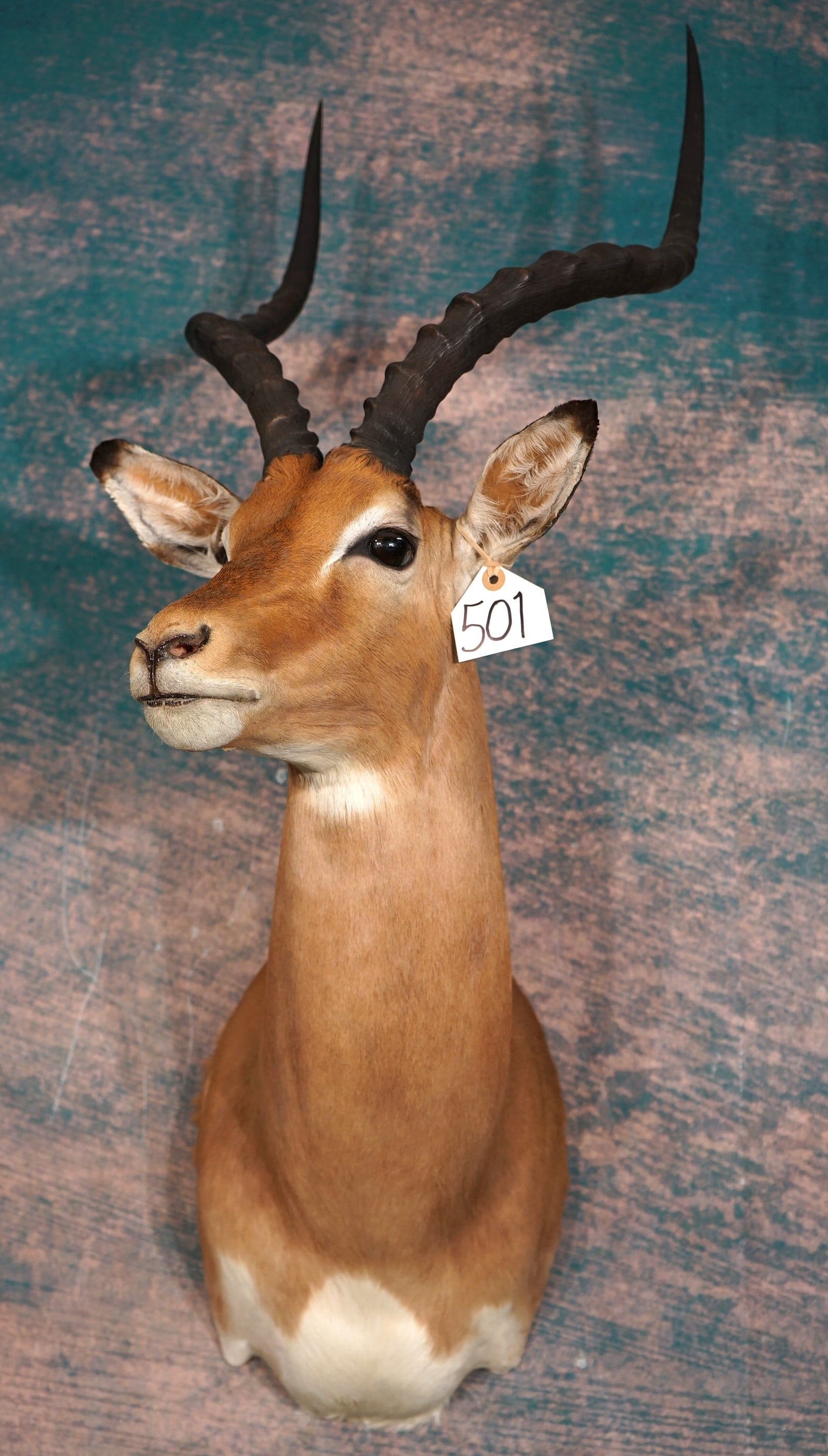 South African Impala Shoulder Taxidermy Mount: This mount is clean and in mint-like condition. The Ram has a regal appearance and very good detail. The quality of the taxidermy is outstanding and this mount grades a solid 10.