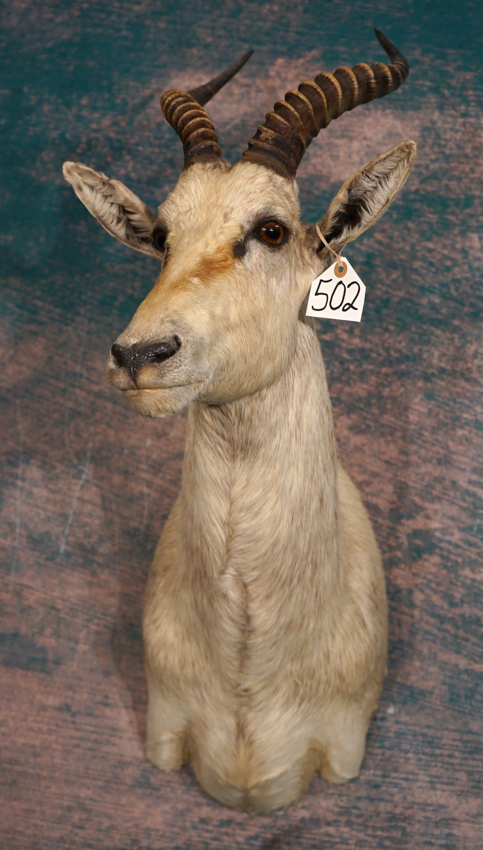 Beautiful South African White Blesbuck Antelope Shoulder Taxidermy Mount: This mount is very lifelike, clean, and in excellent condition. The Blesbuck has a good natural pose, with lifelike expression. The taxidermy is outstanding, and this mount grades a perfect 10.