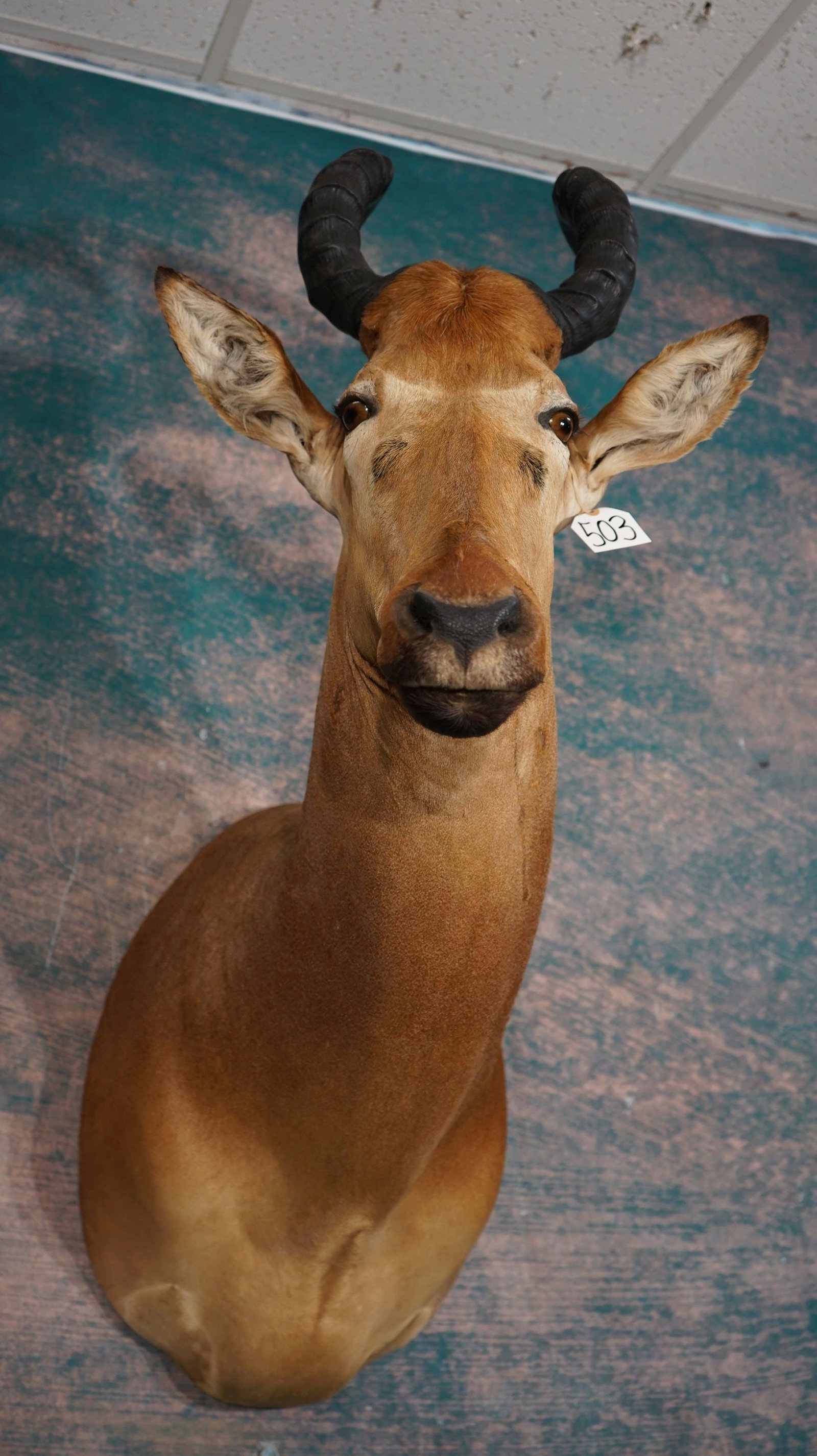 African Lichtenstien's Hartebeest Antelope Shoulder Taxidermy Mount: This mount is very lifelike. clean, and in mint condition. The mount has very good detail. The quality of the taxidermy is outstanding, and this Hartebeest grades an easy 10.