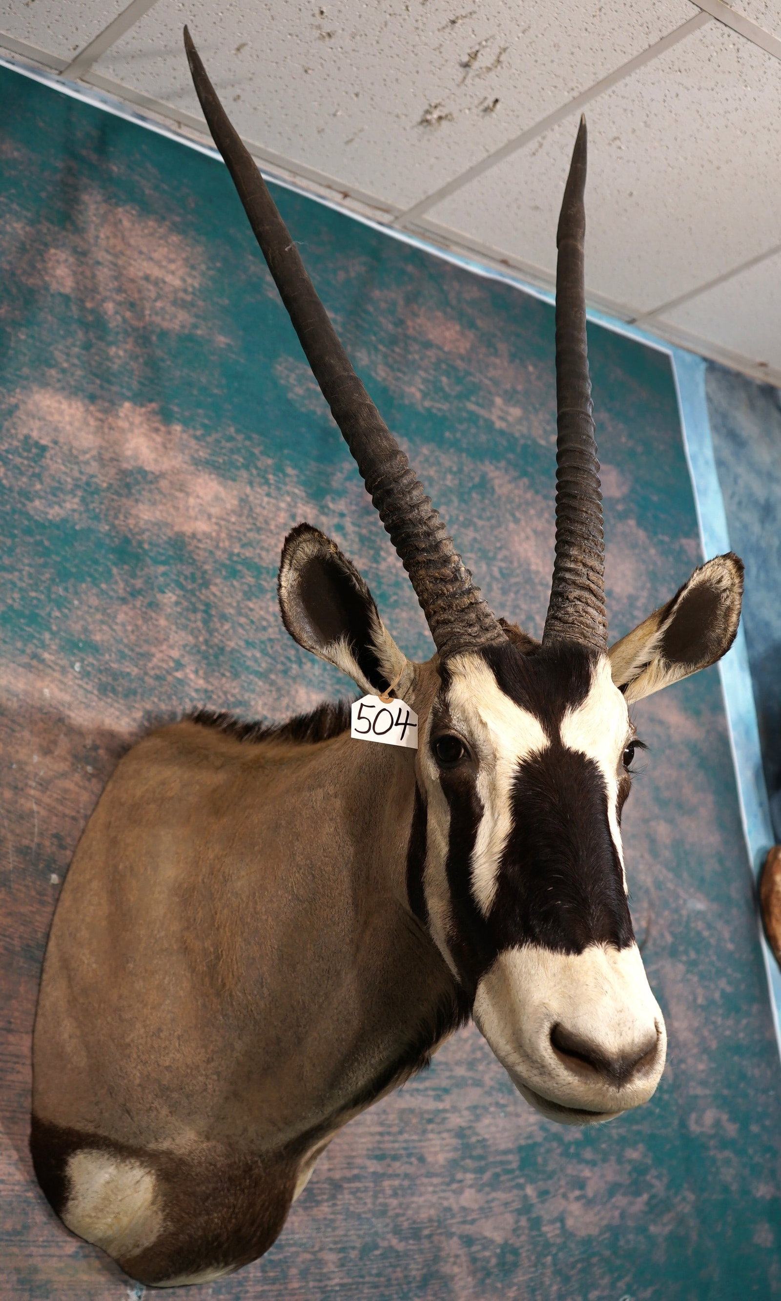African Kalahari Gemsbuck Shoulder Taxidermy Mount (1 of 3)