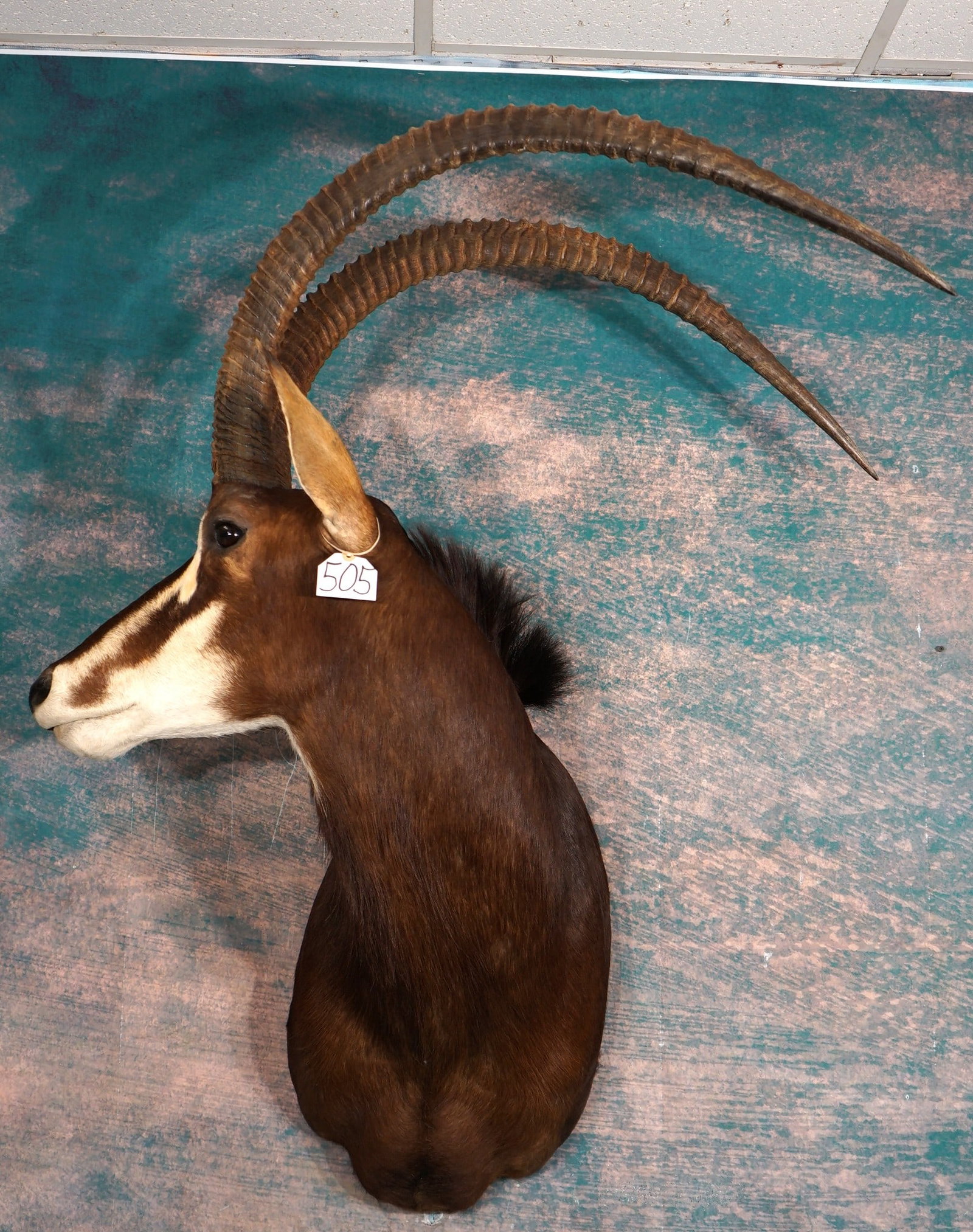 Beautiful African 45+" Sable Antelope Record Class Shoulder Taxidermy Mount: This mount is regal, very lifelike, clean, and in excellent condition. One ear tip on the backside has a very minor repair. It does not show unless you look hard for it. The Sable has a very majestic 