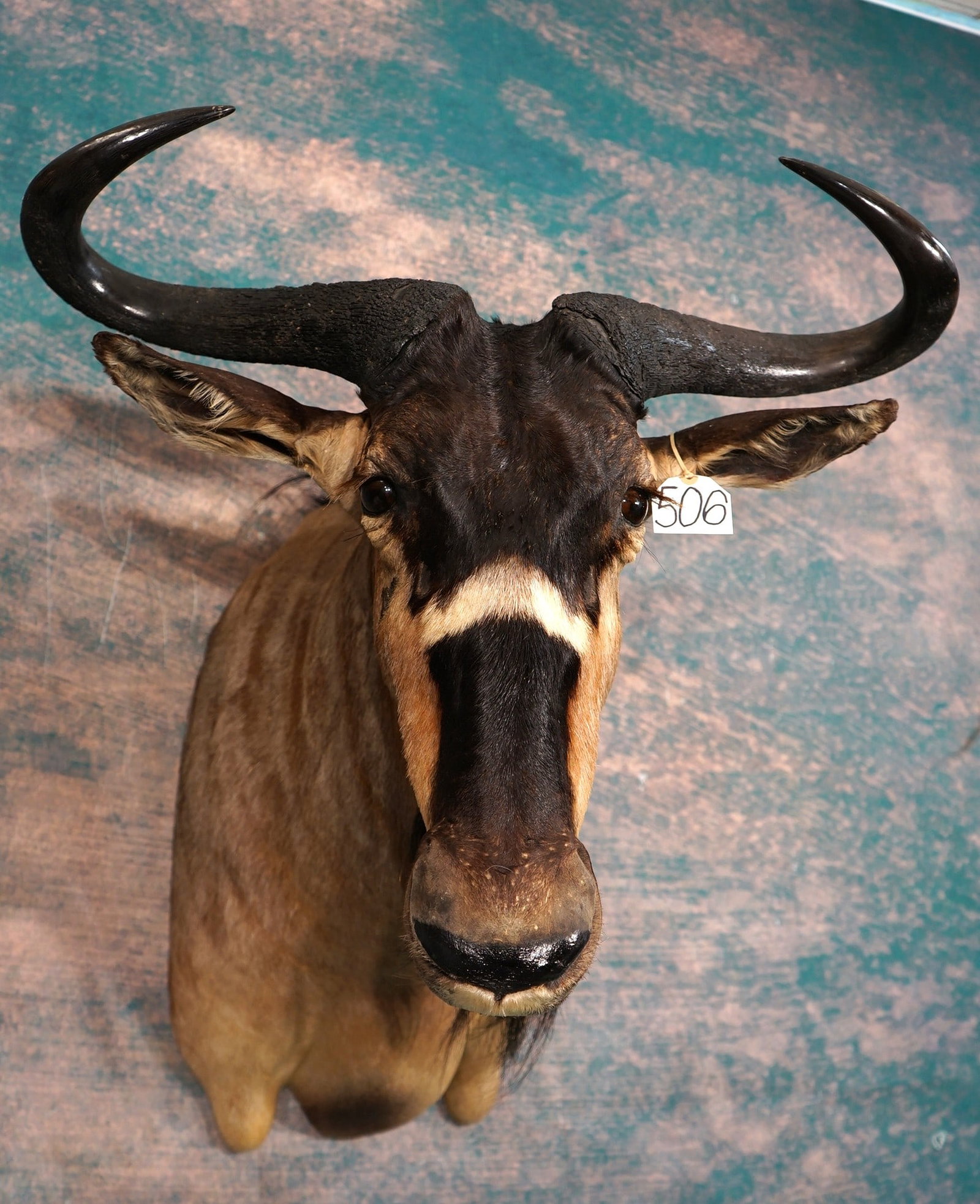 East African Nyasaland Wildebeest Shoulder Taxidermy Mount: This mount is clean, lifelike, and in very good condition. The Nyasaland Wildebeest can only be found in the Selous Game Reserve, in Southern Tanzania. This mount has excellent quality taxidermy, and 