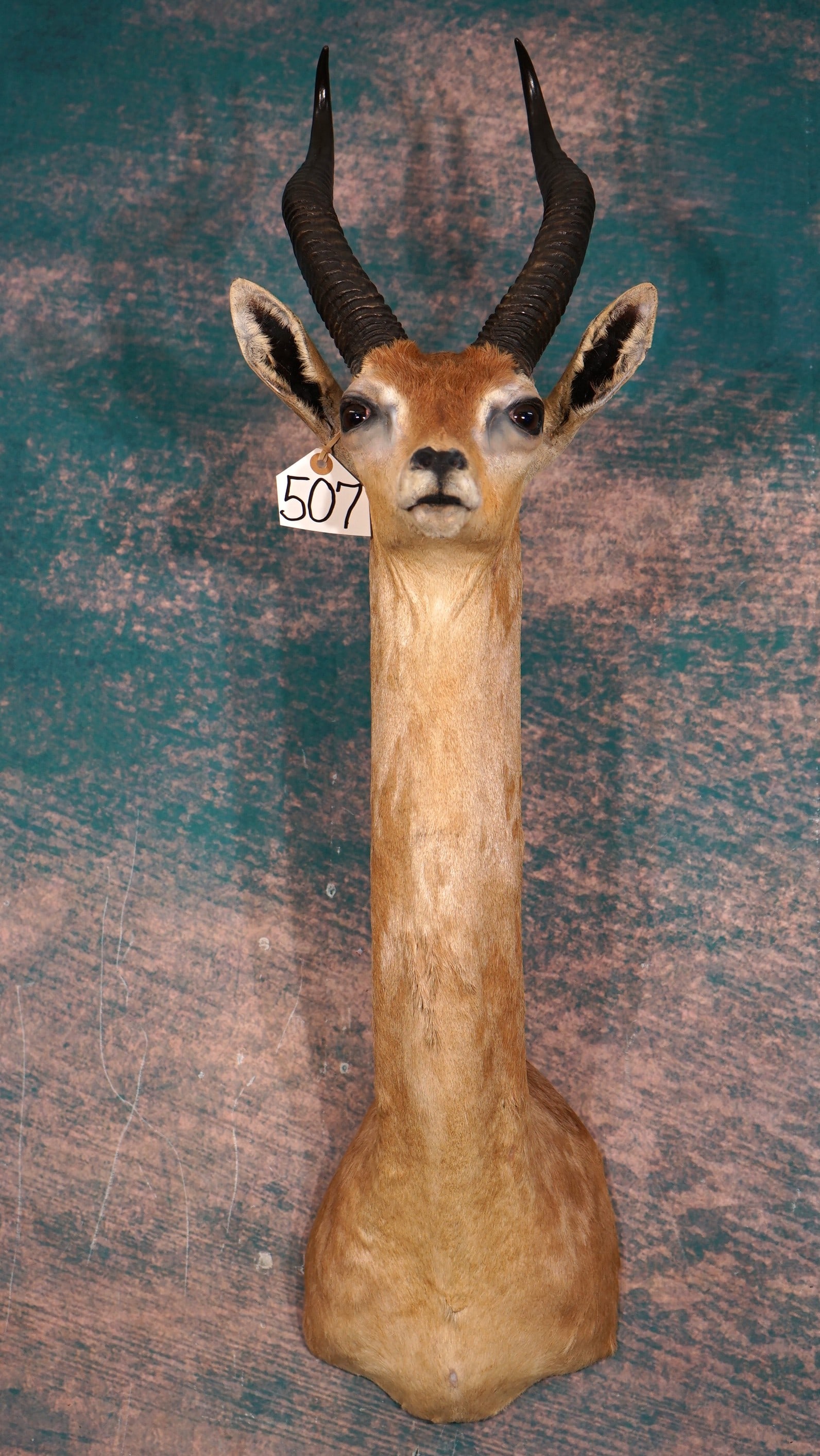 East African Gerenuk Gazelle Shoulder Taxidermy Mount: This mount is clean, very lifelike, and in excellent condition. The Gerenuk has an alert and natural pose, with good expression. This is a mature, and trophy size male. The taxidermy quality is excell